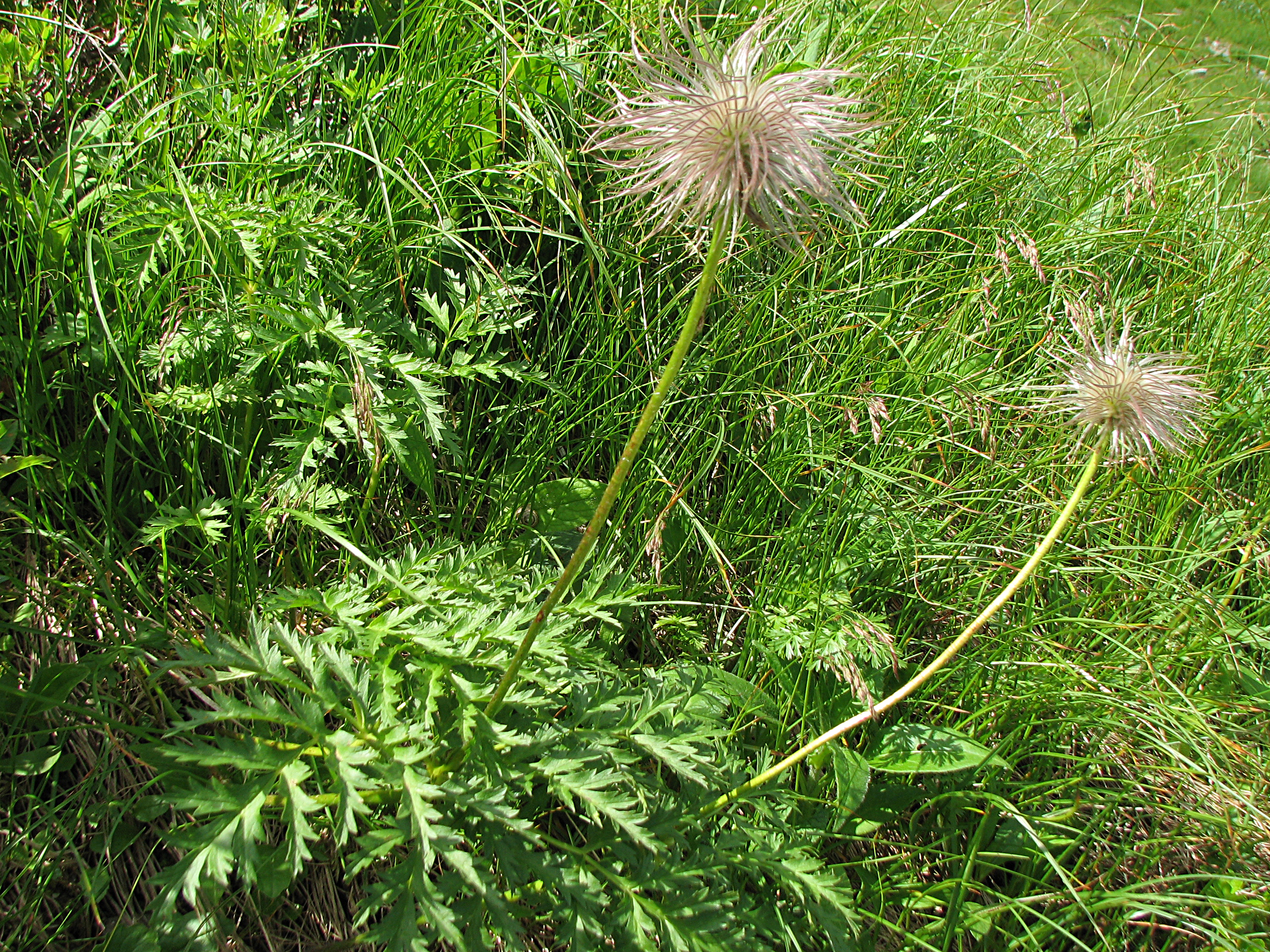 Alpenanemone