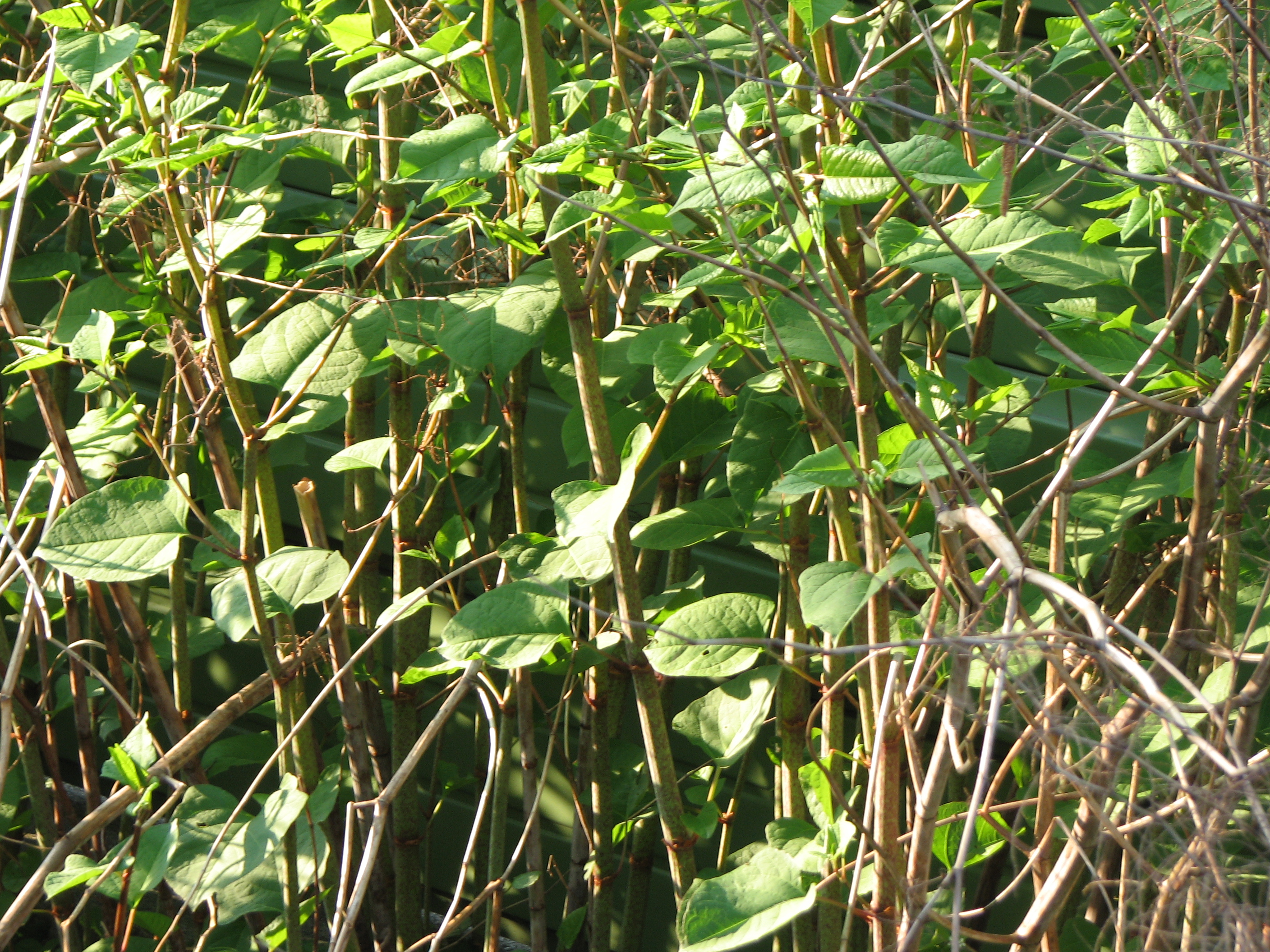 Japanischer Staudenknöterich