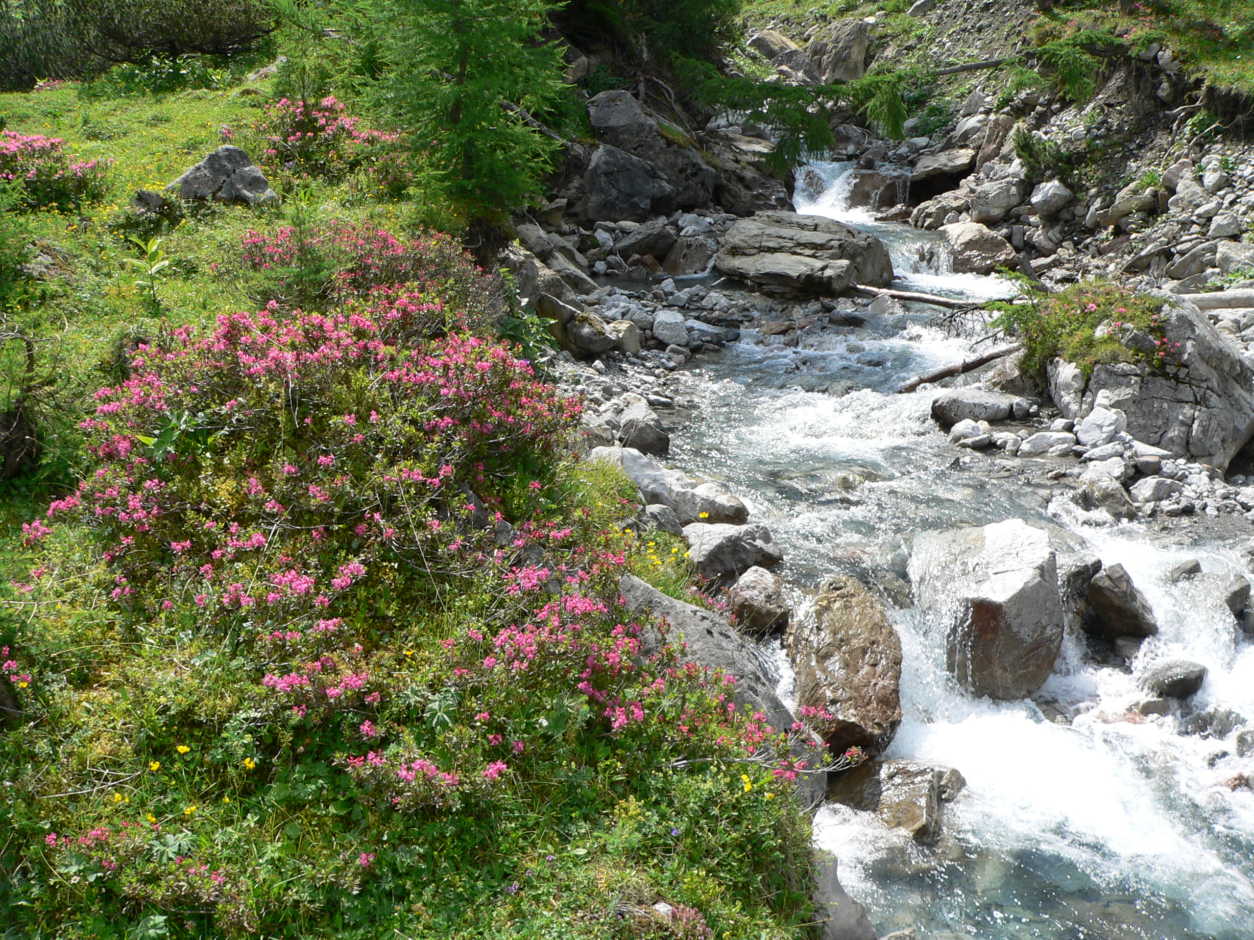 Rostblättrige Alpenrose
