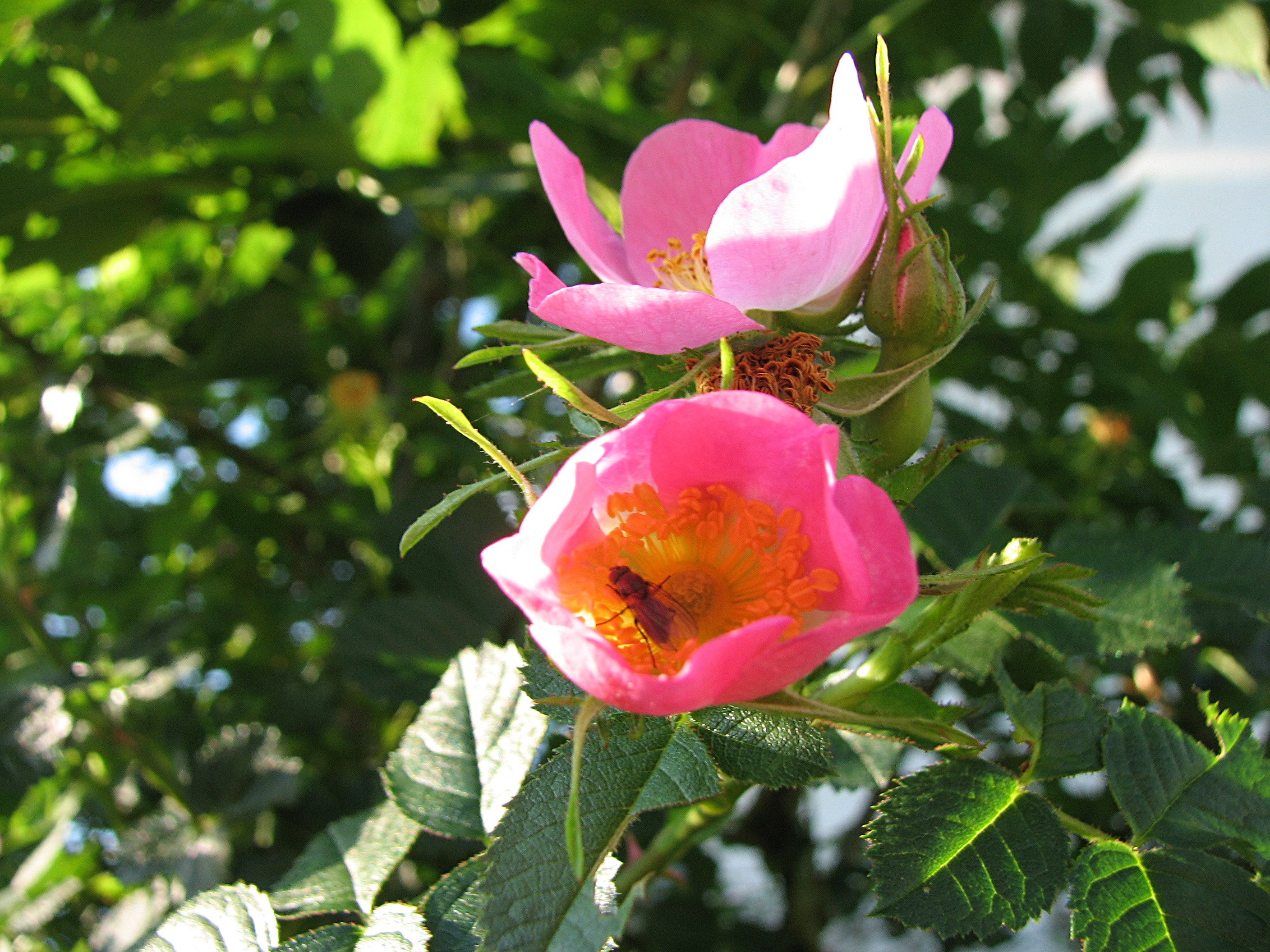 Weinrose-Wildrose