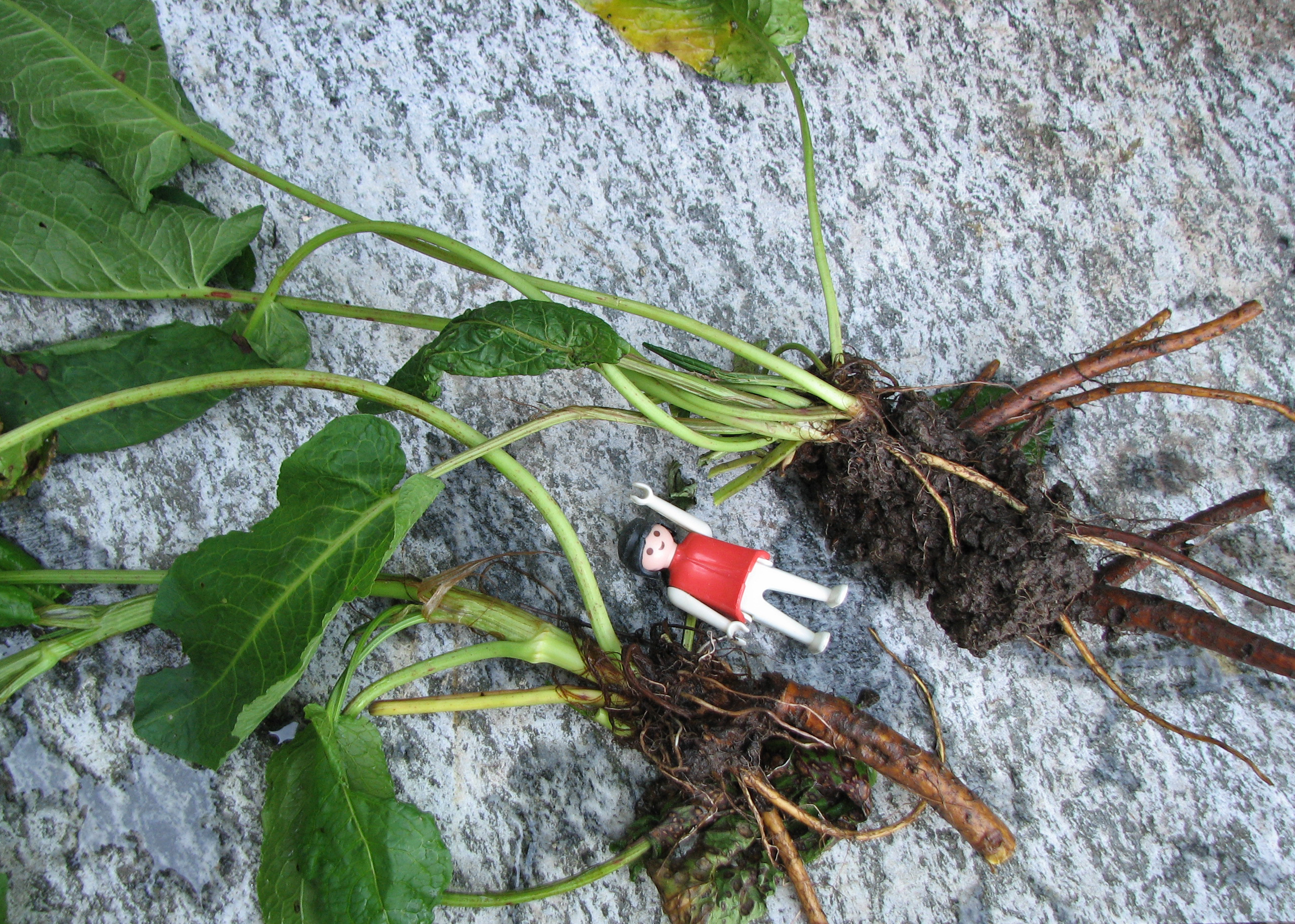 Stumpfblättriger Ampfer