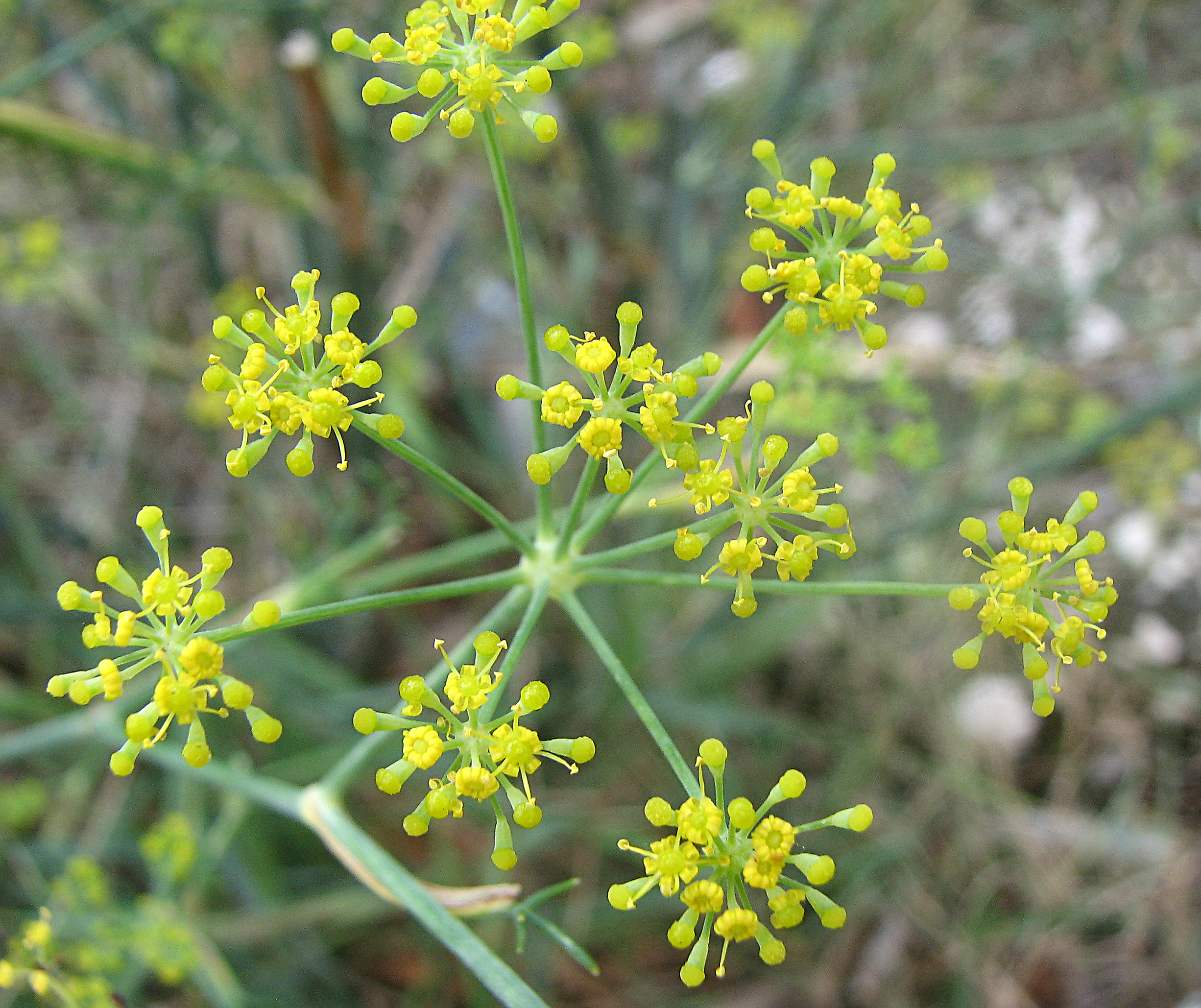 Bitterfenchel