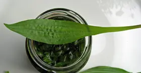 Flechten+Blutwurz+Spitzwegerich-Tinktur