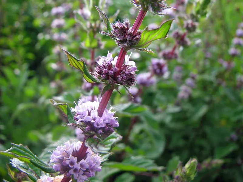 Würzen mit ätherischen Ölen