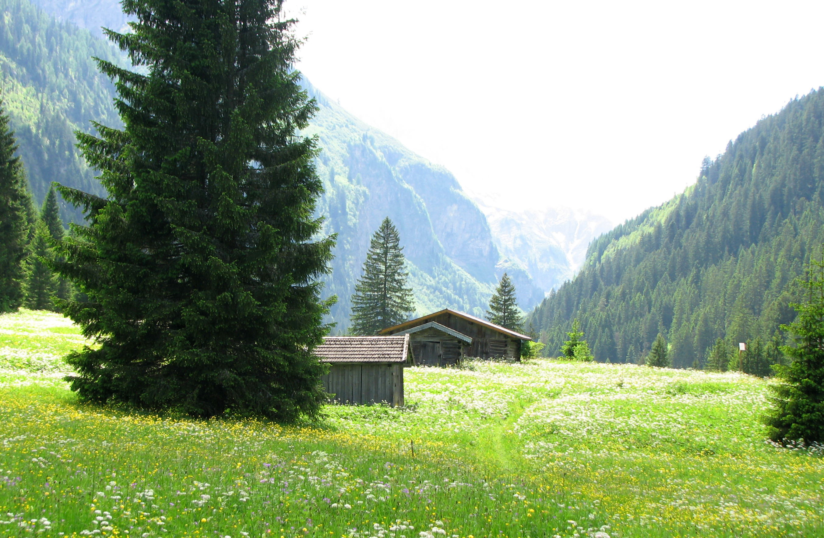 Bitterlikör "Grüner Wilder"