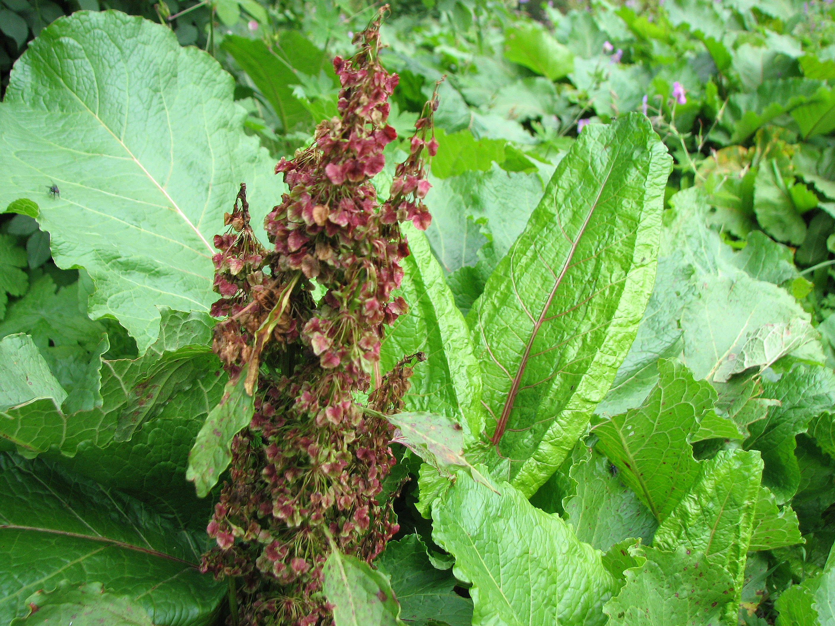 Stumpfblättriger Ampfer