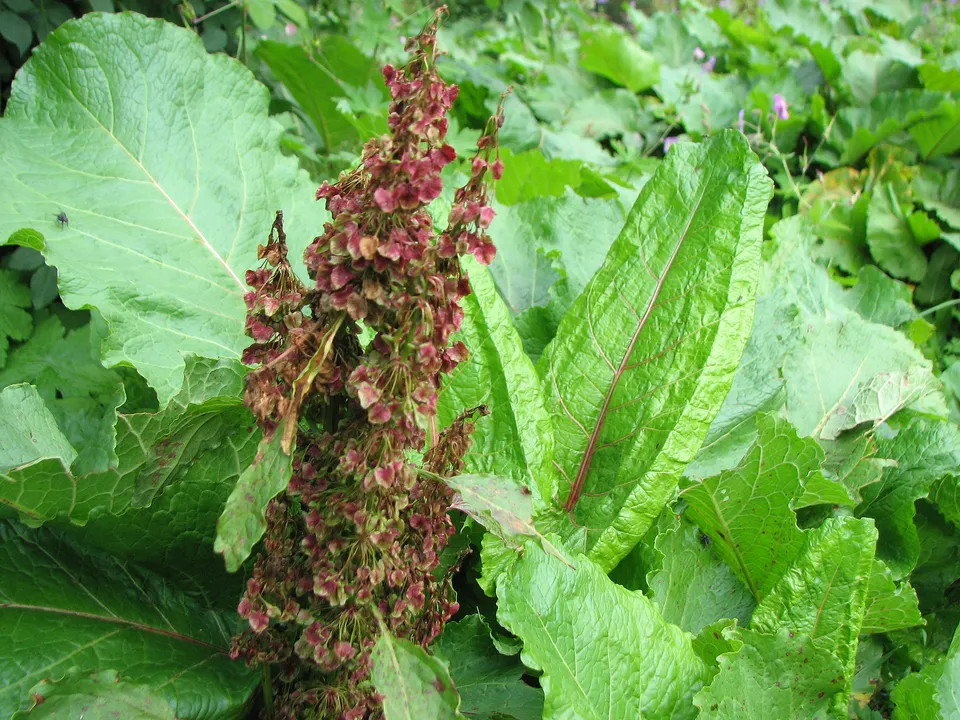 Stumpfblättriger Ampfer