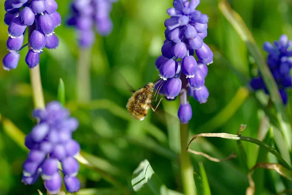 Kleine Traubenhyazinthe