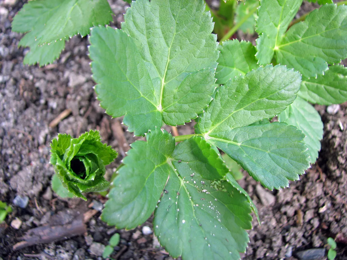 Meisterwurz
