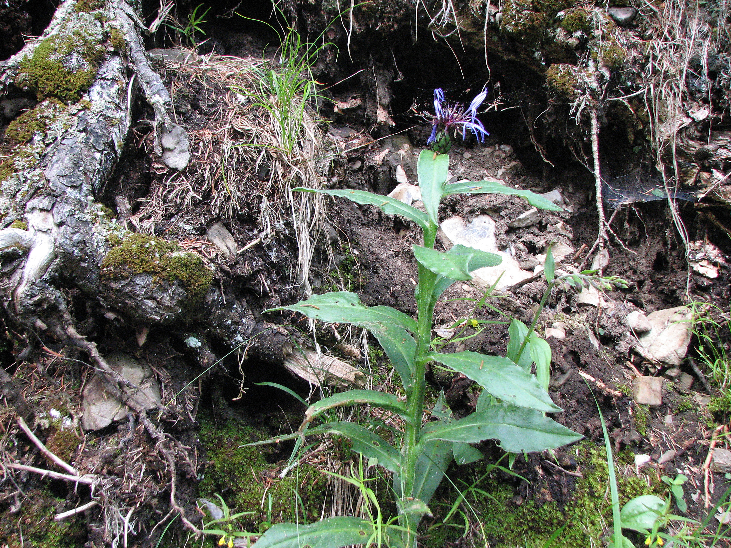 Bergflockenblume