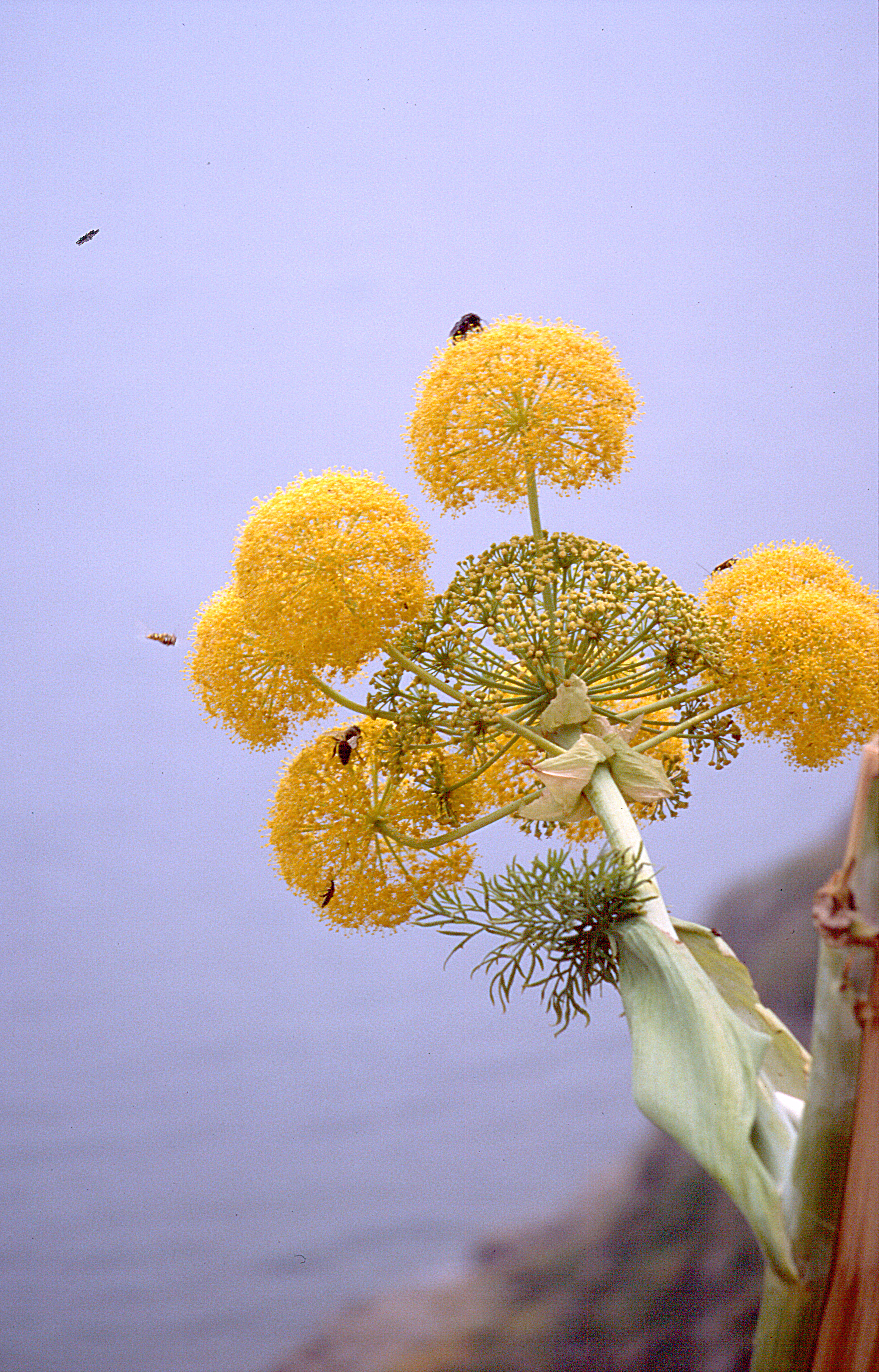 Riesenfenchel