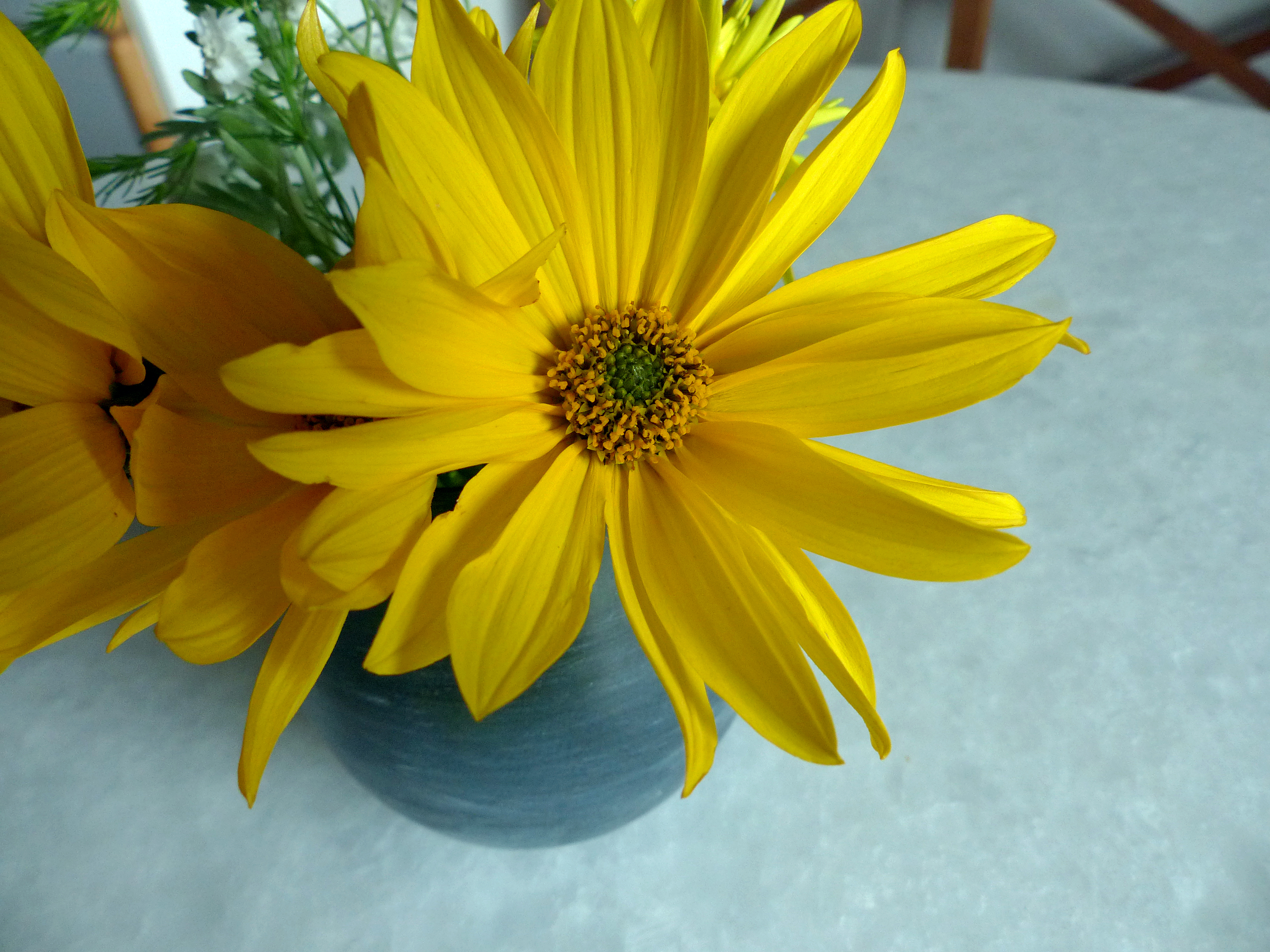 Armblütige Sonnenblume