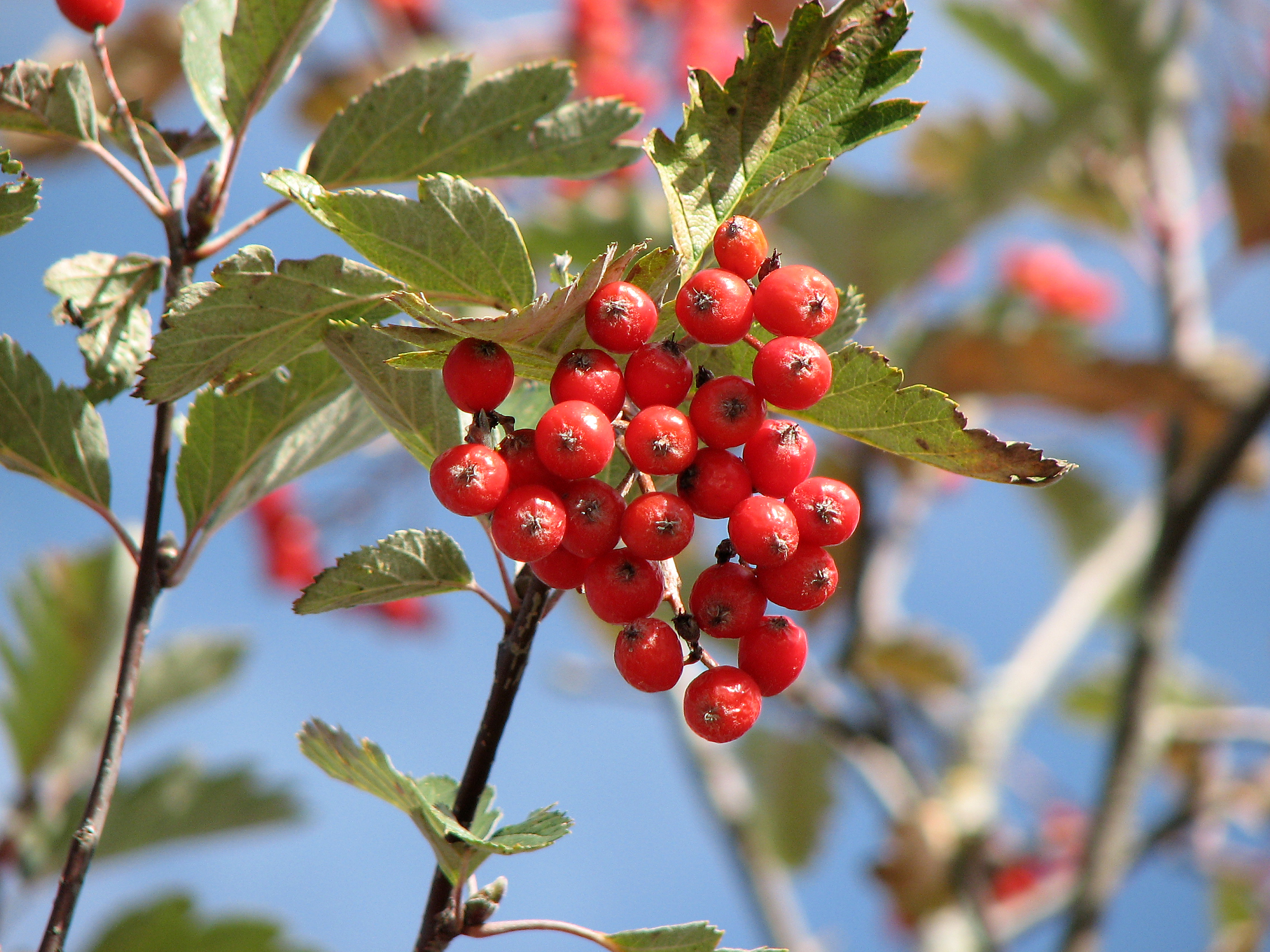 Schwedische Mehlbeere