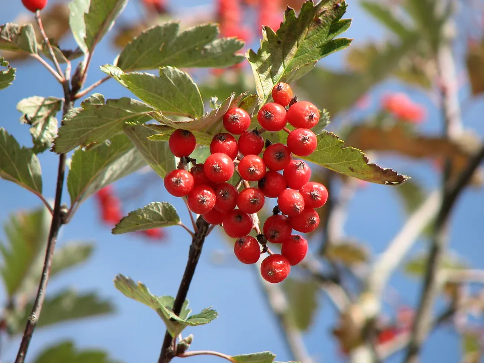 Schwedische Mehlbeere
