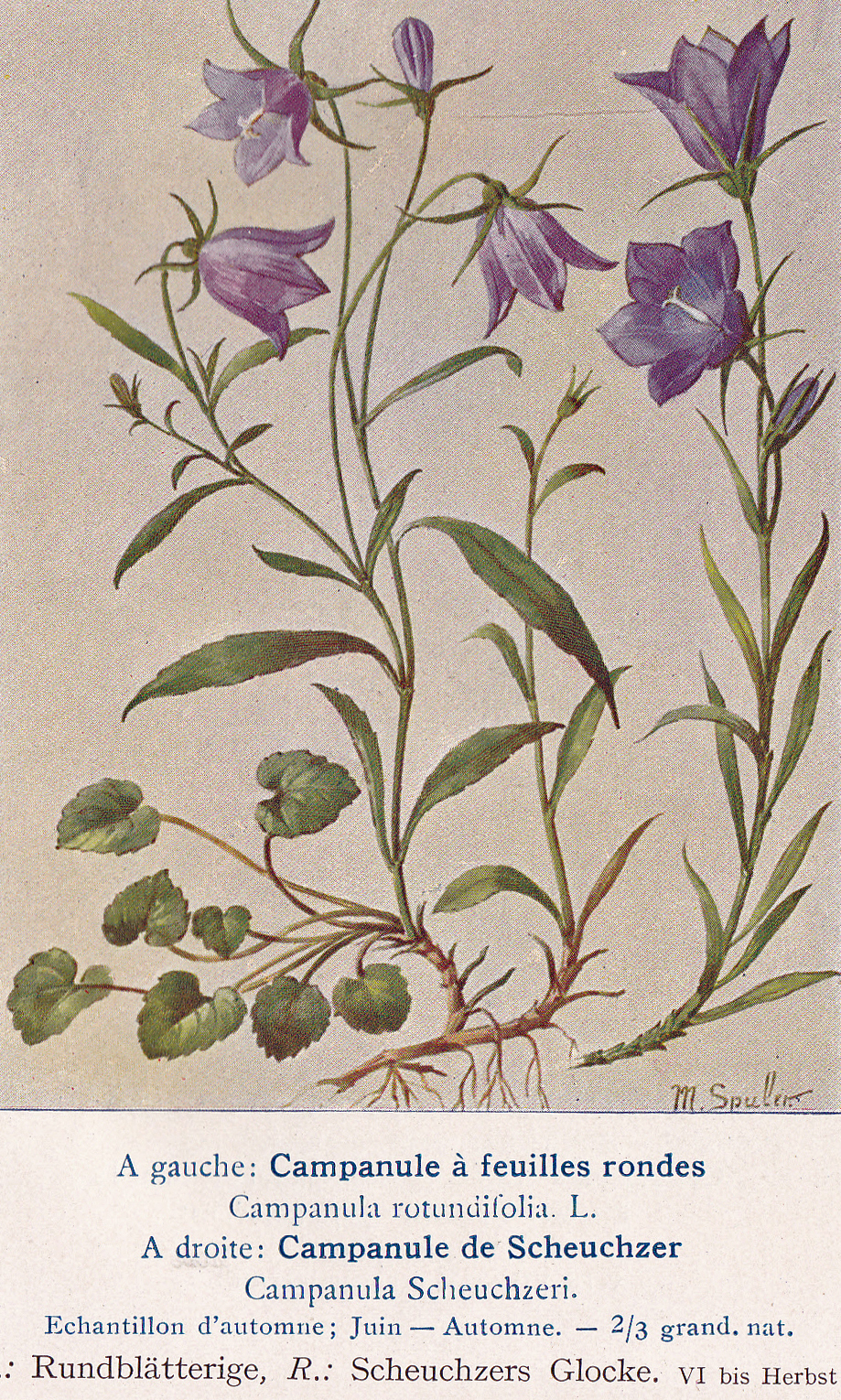 Scheuchzers Glockenblume