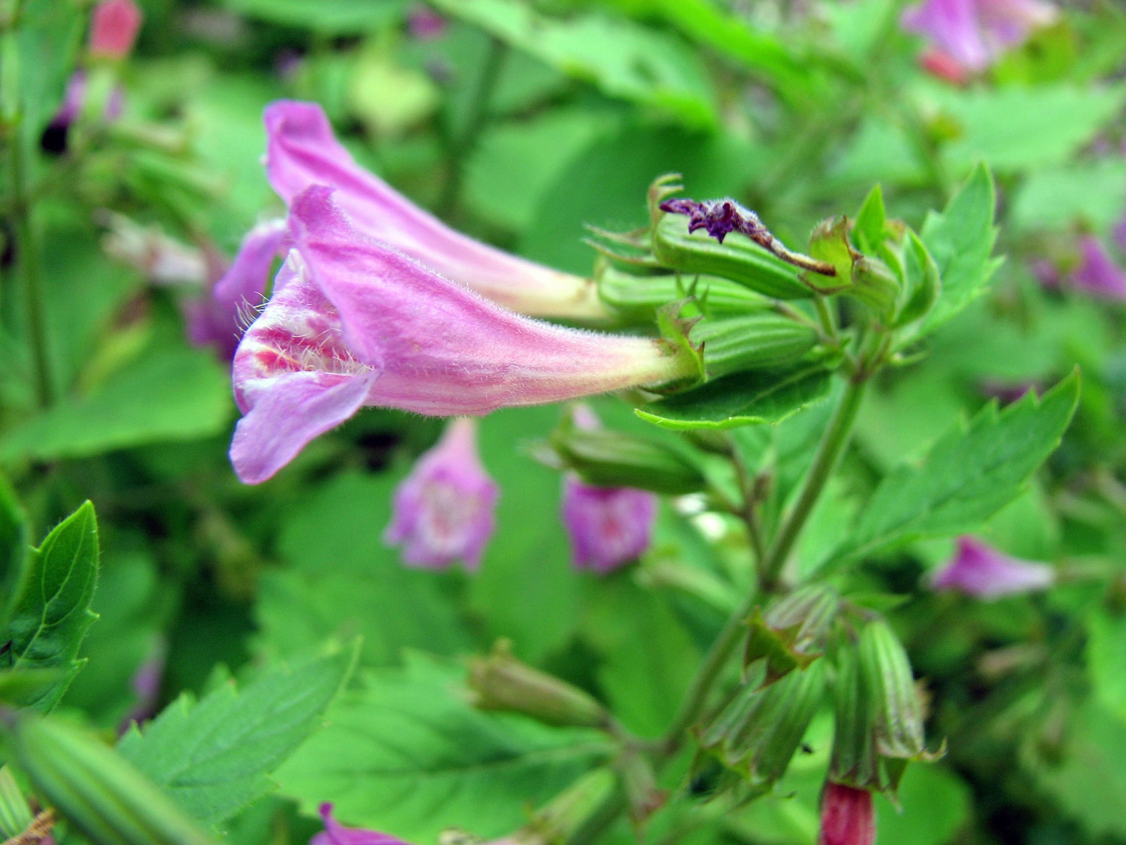 Großblütige Bergminze