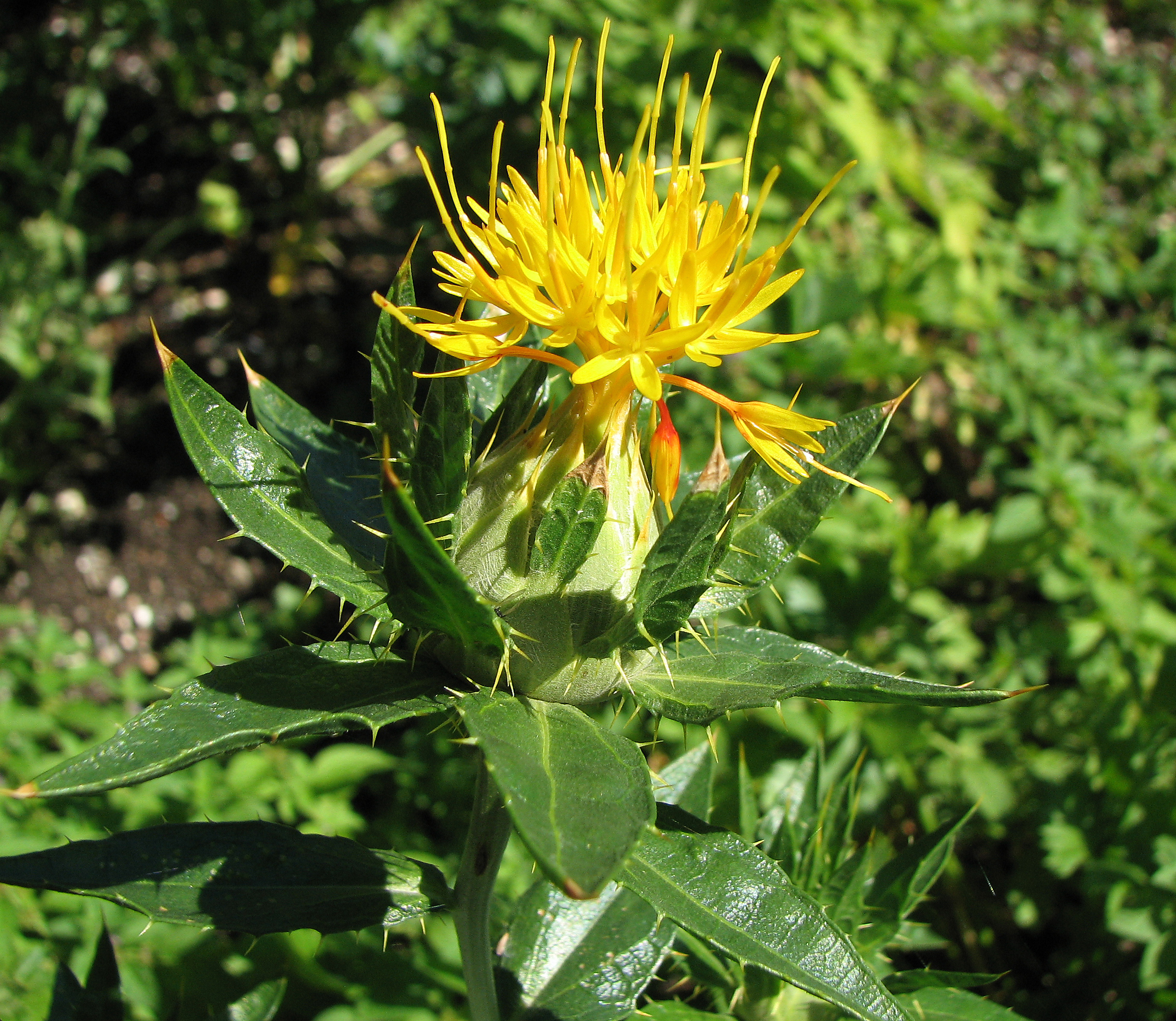 Färberdistel