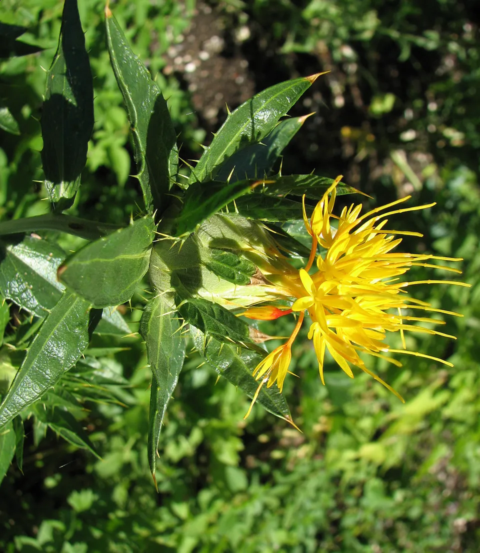 Färberdistel