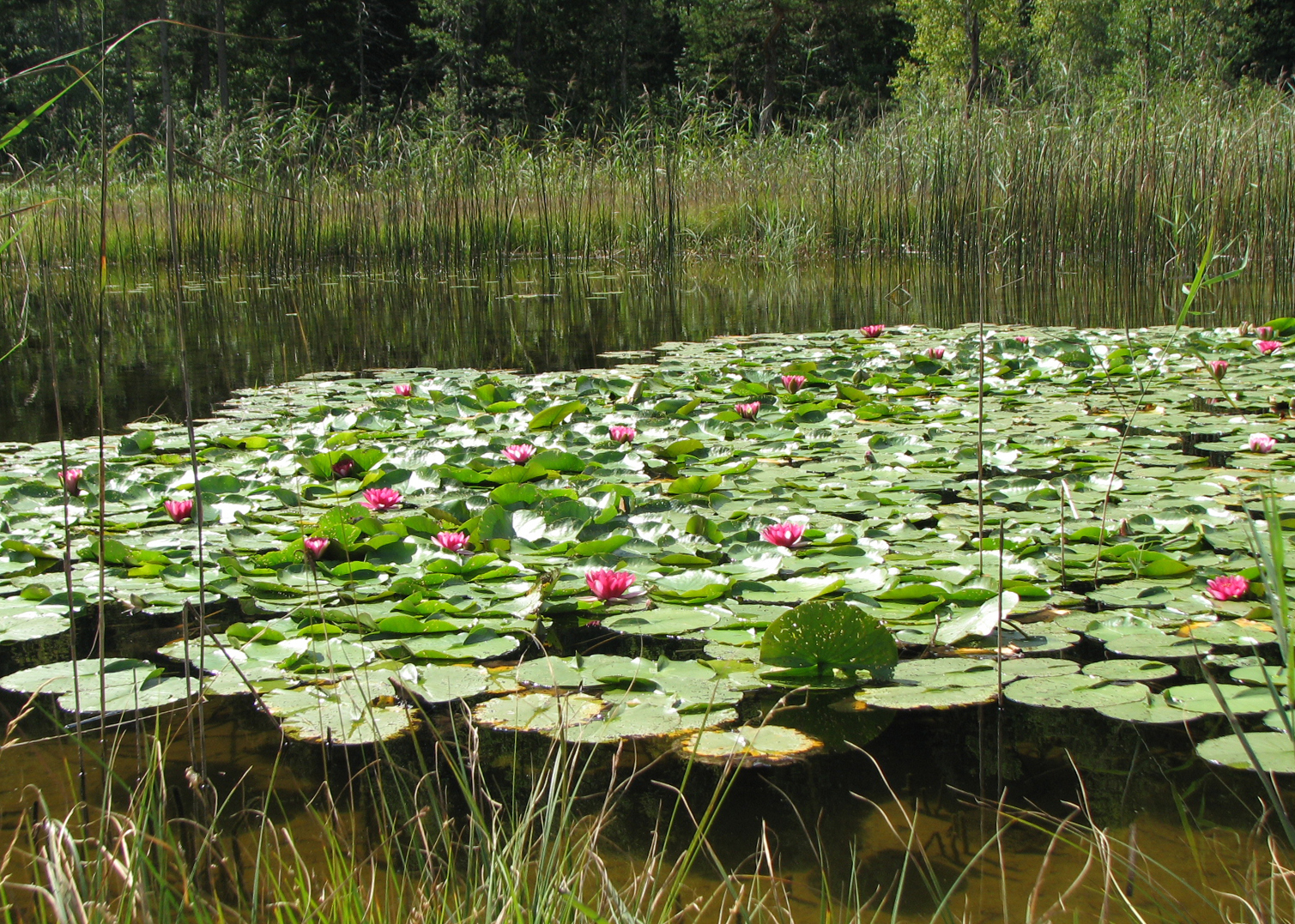 Seerose