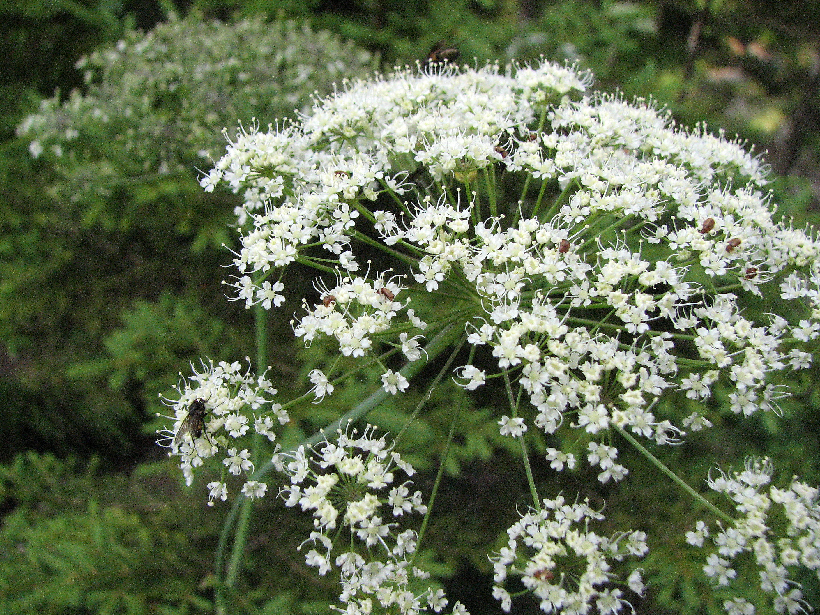 Wiesenbärenklau