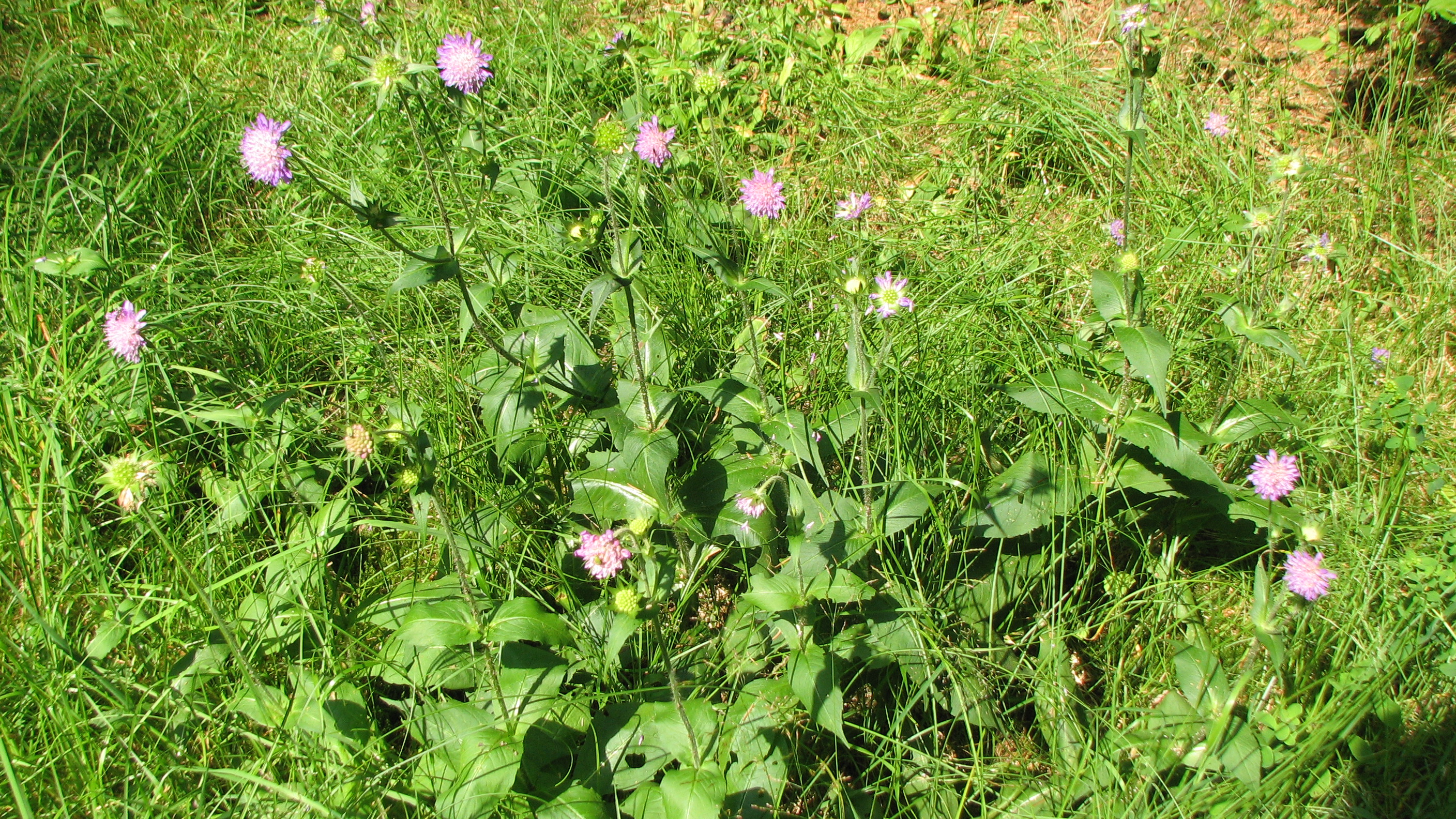 Waldwitwenblume