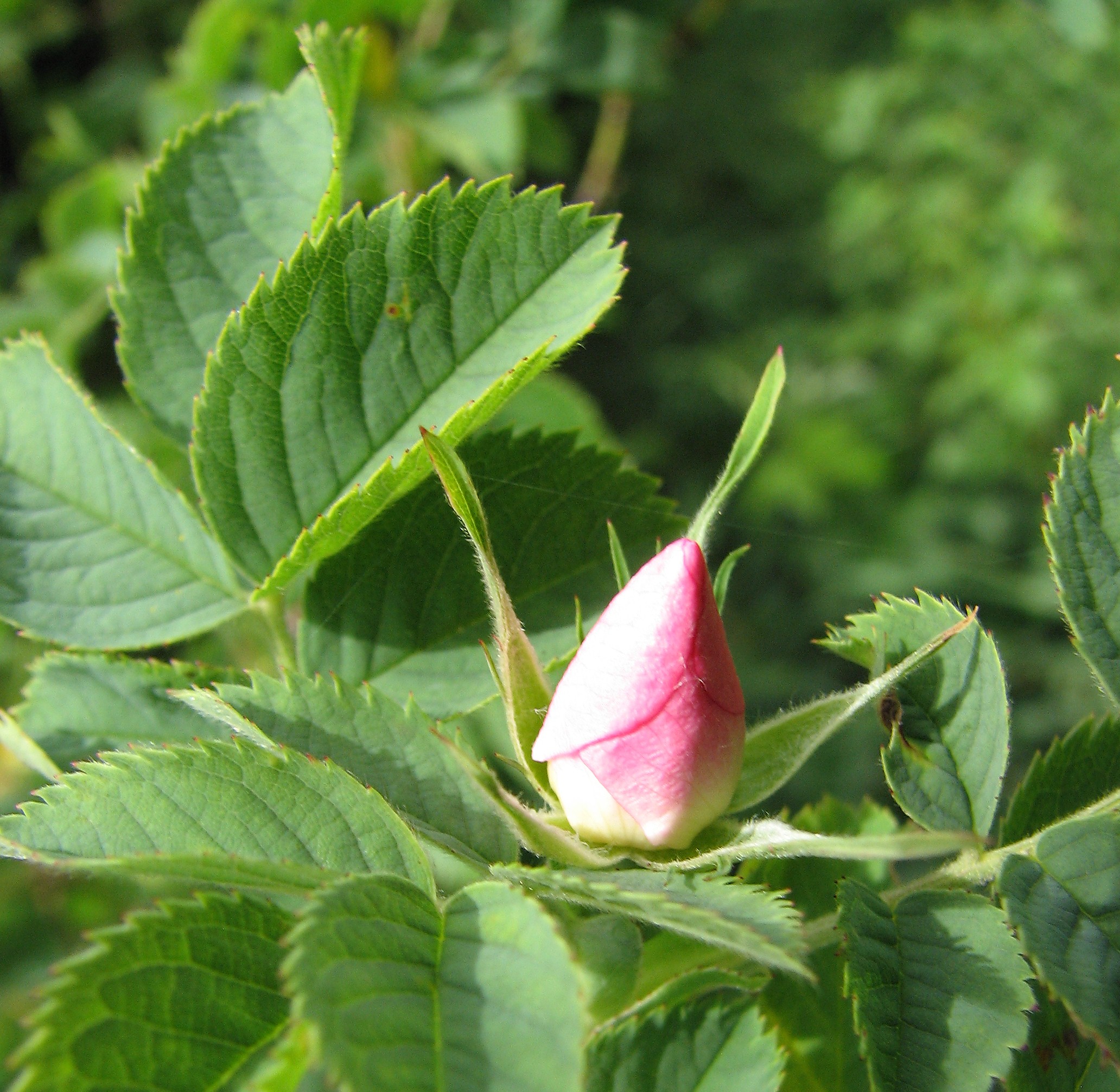 Weinrose-Wildrose