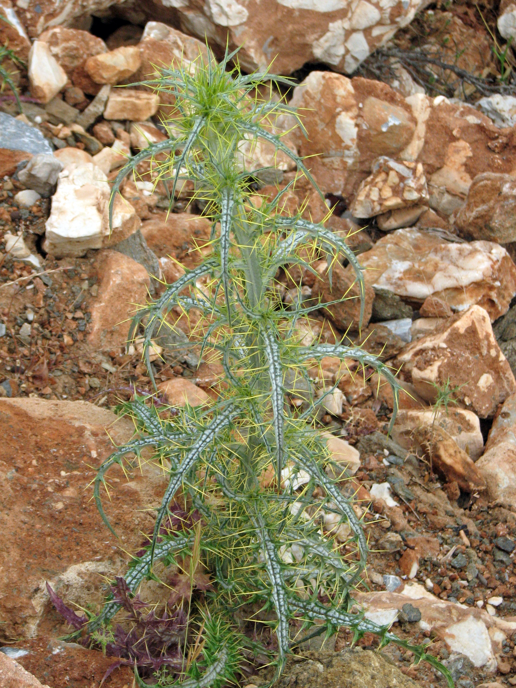 Spanische Golddistel