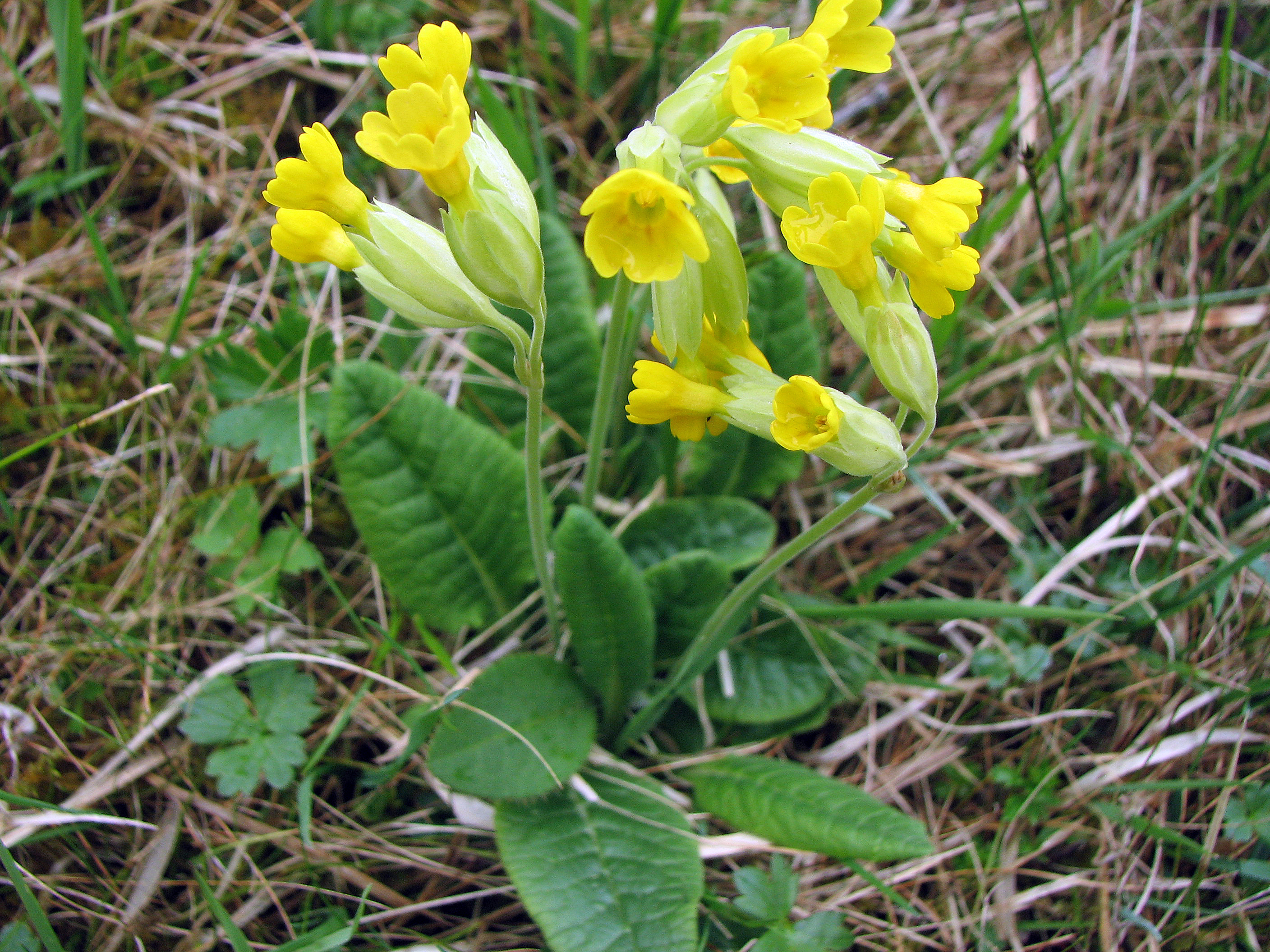 Echte Schlüsselblume