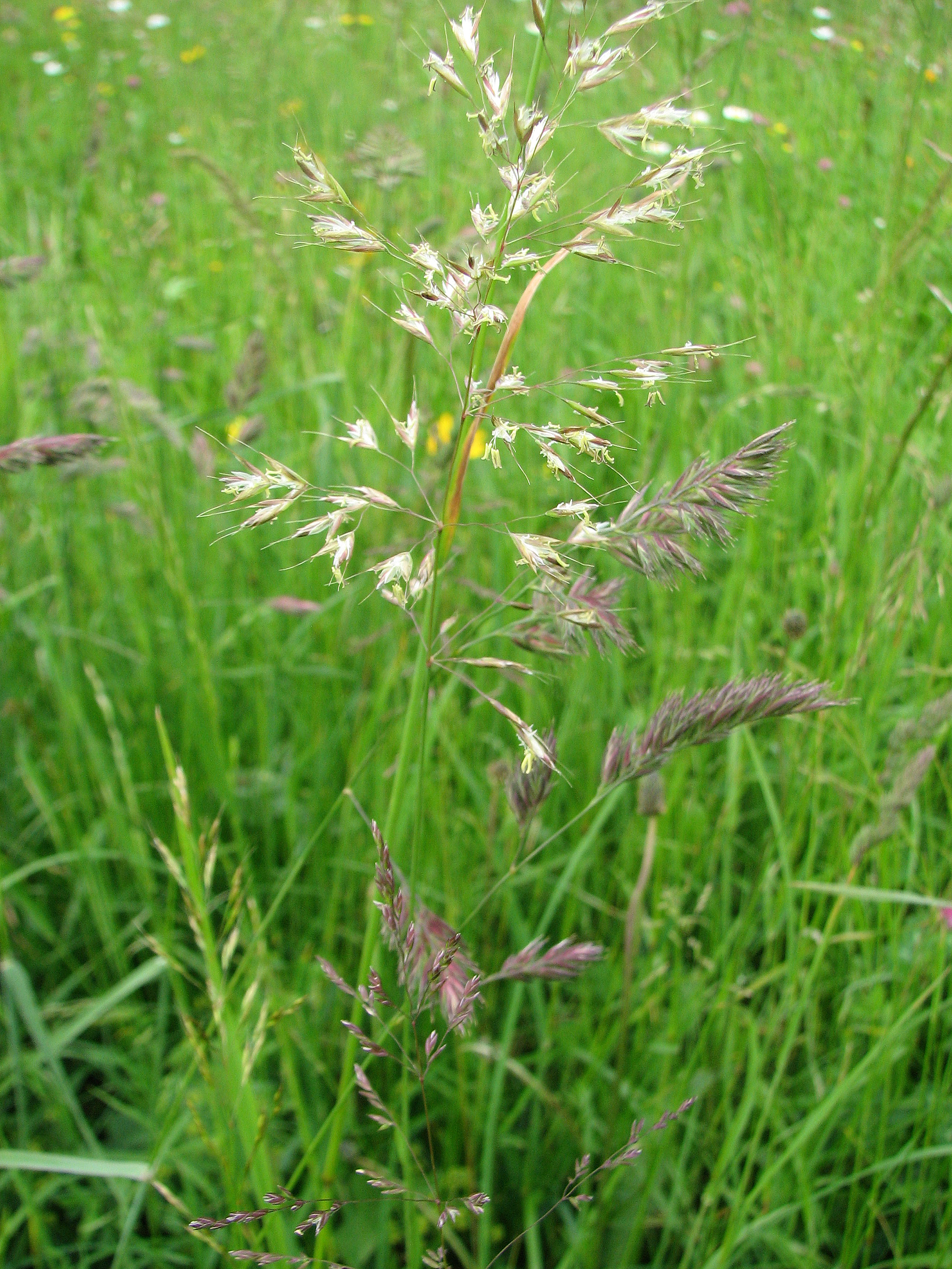 Wiesenrispengras