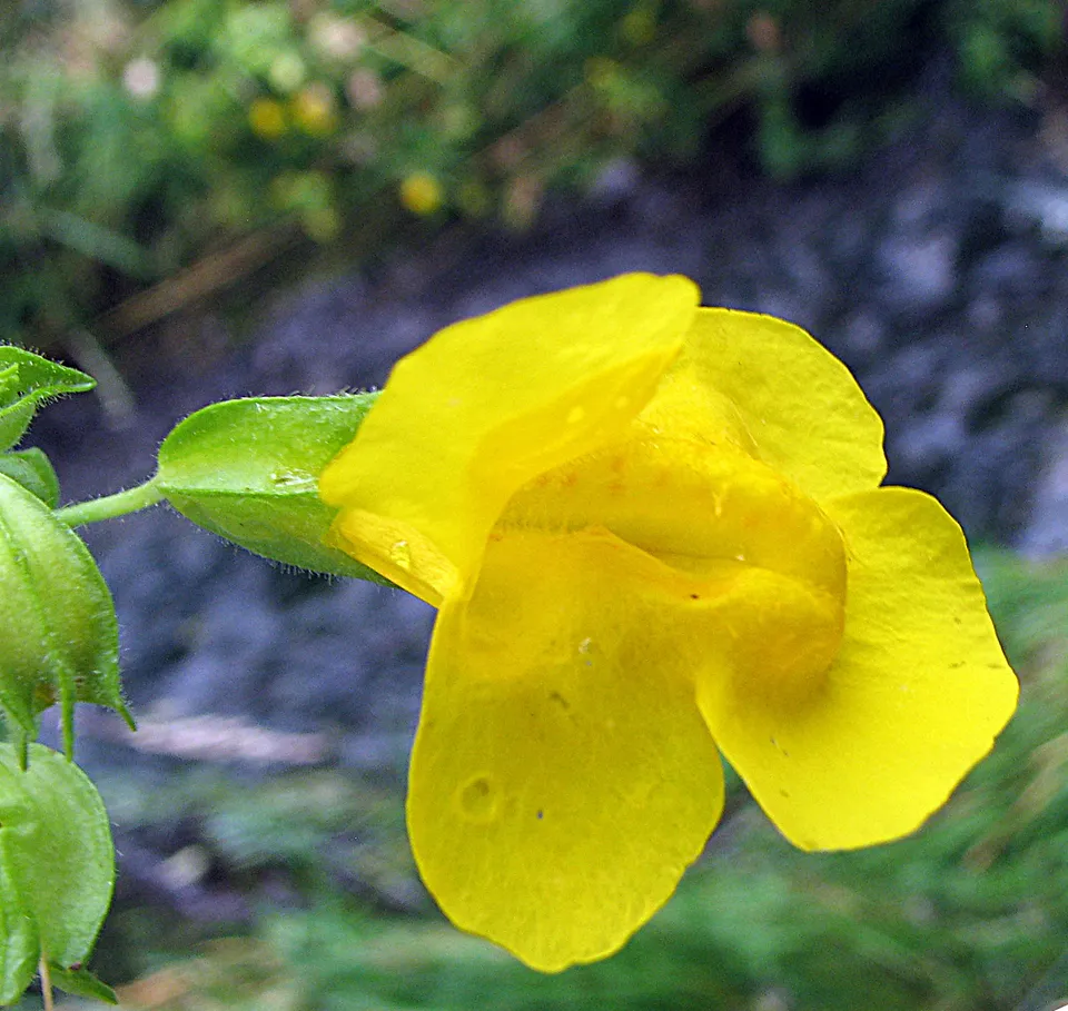 Gauklerblume