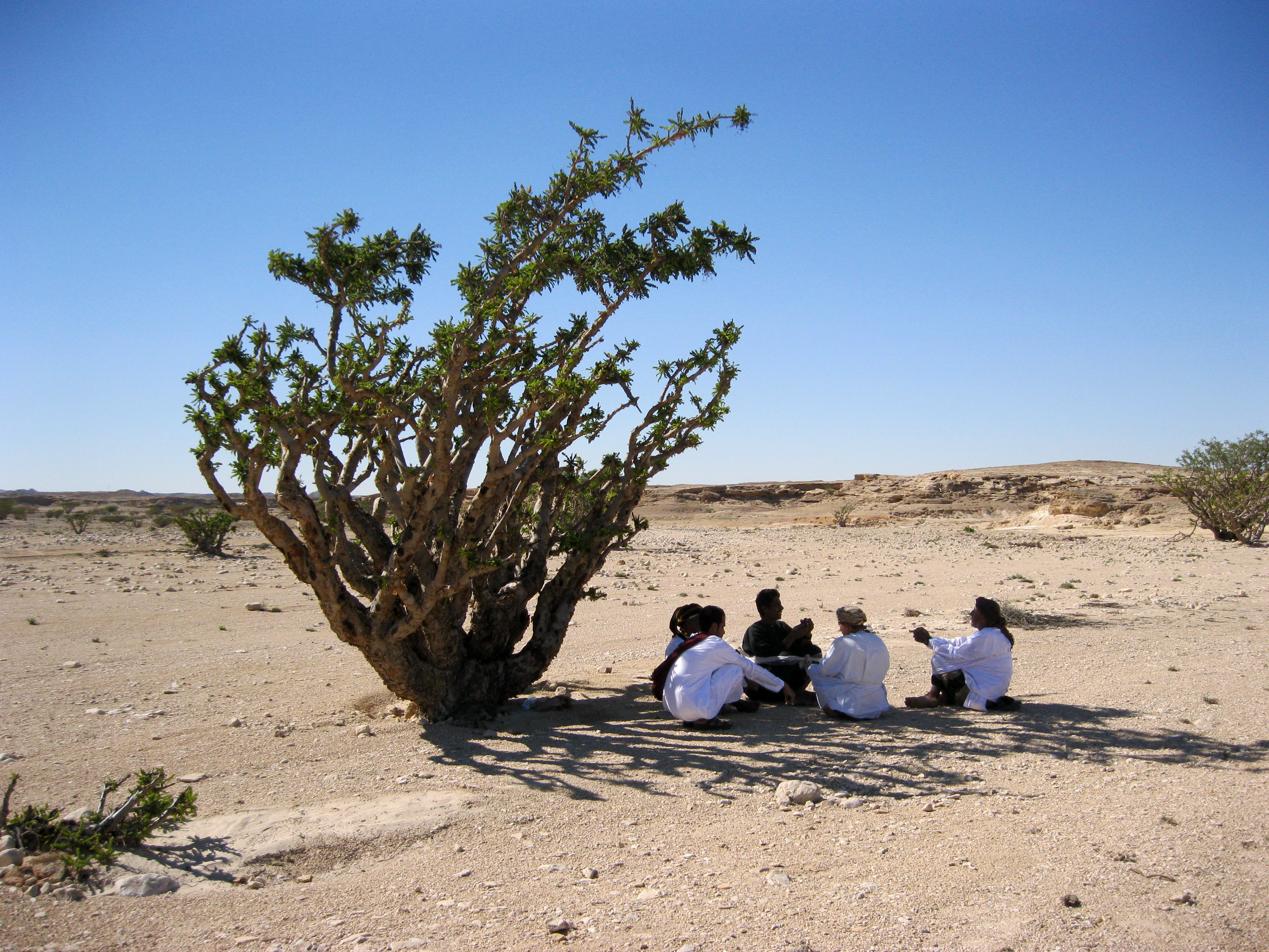 Weihrauchbäume und Weihrauch