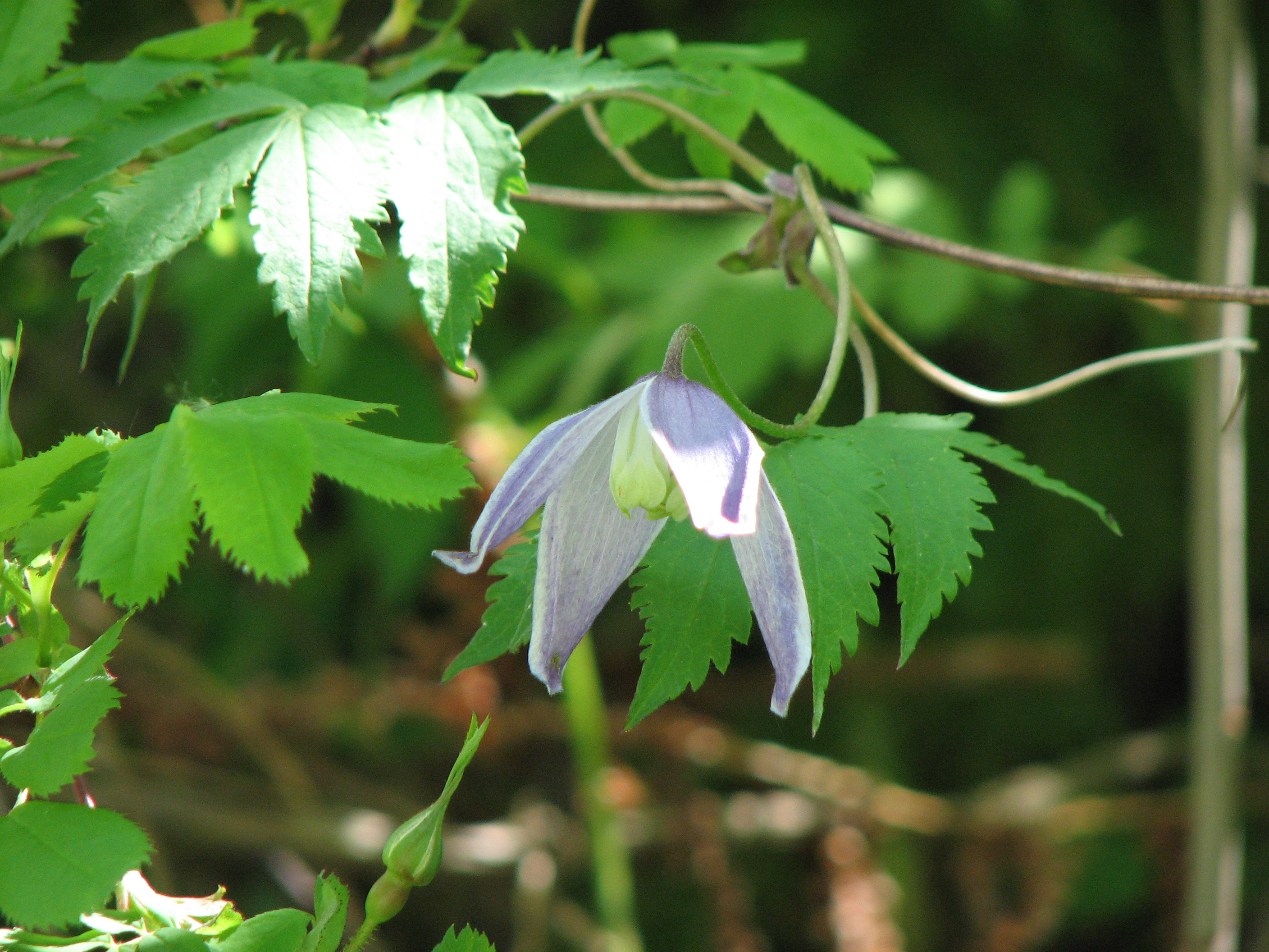 Clematis