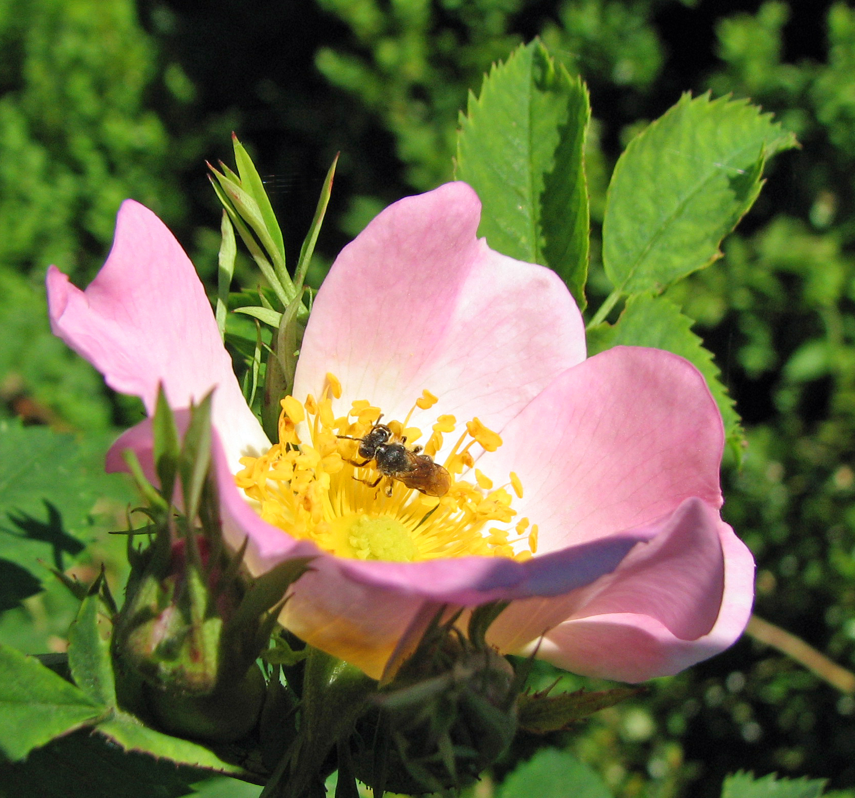 Hundsrose-Wildrose