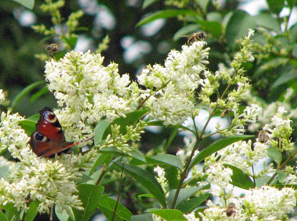 Bienenpflanzen, Schmetterlingspflanzen
