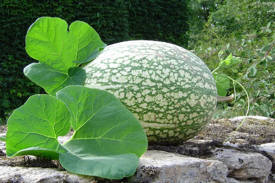 Feigenblattkürbis