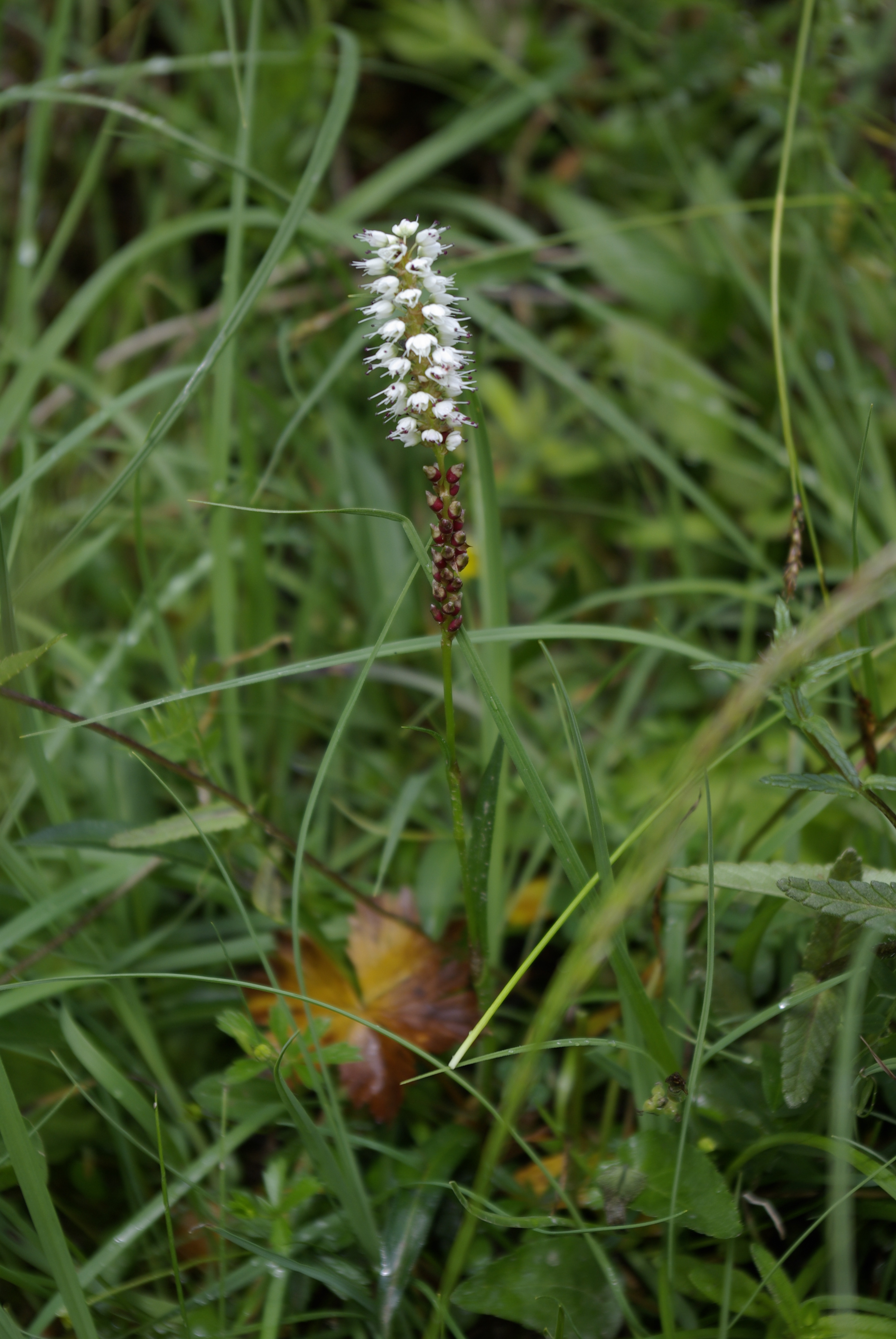 Knöllchenknöterich