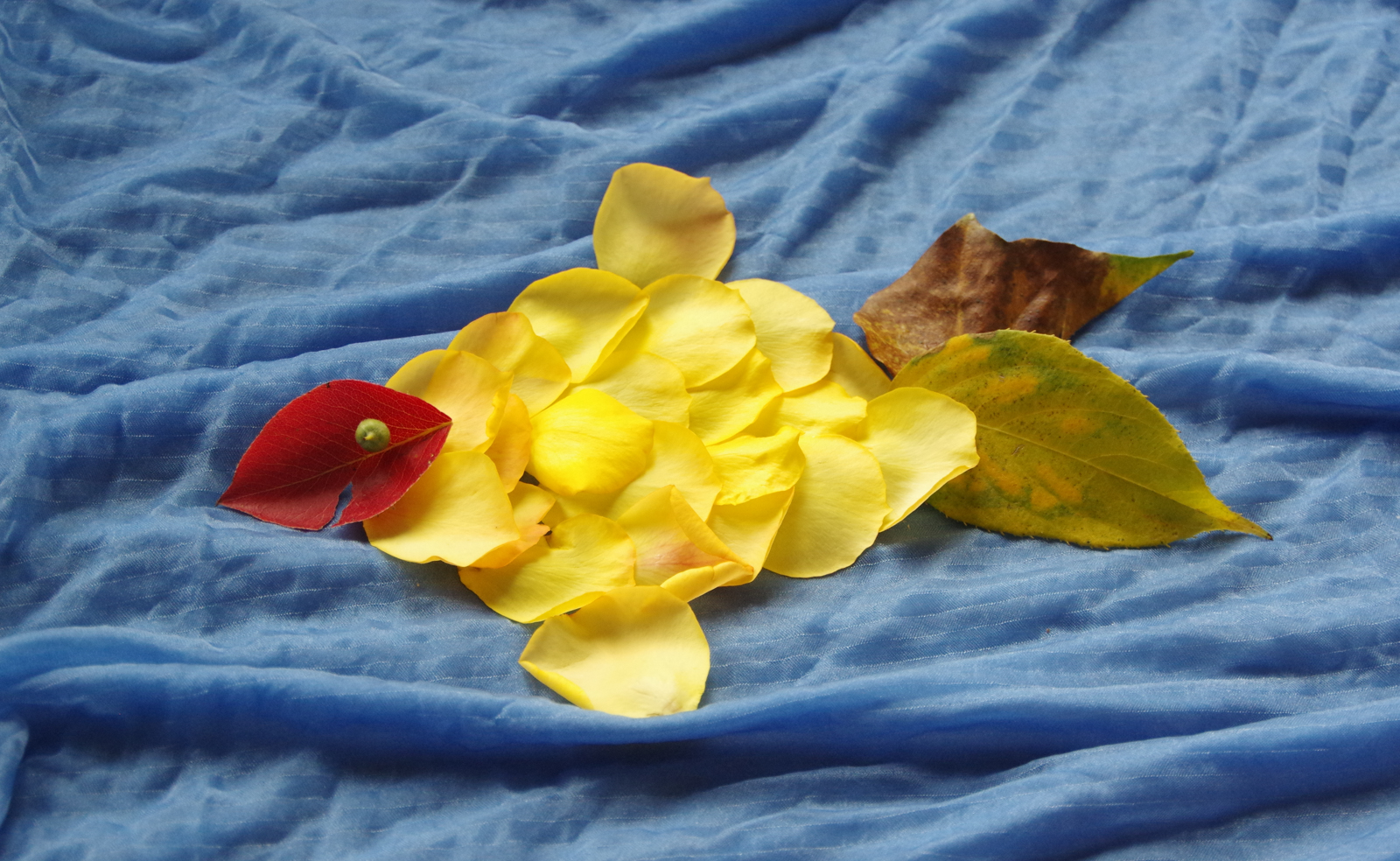 Blättertiere basteln