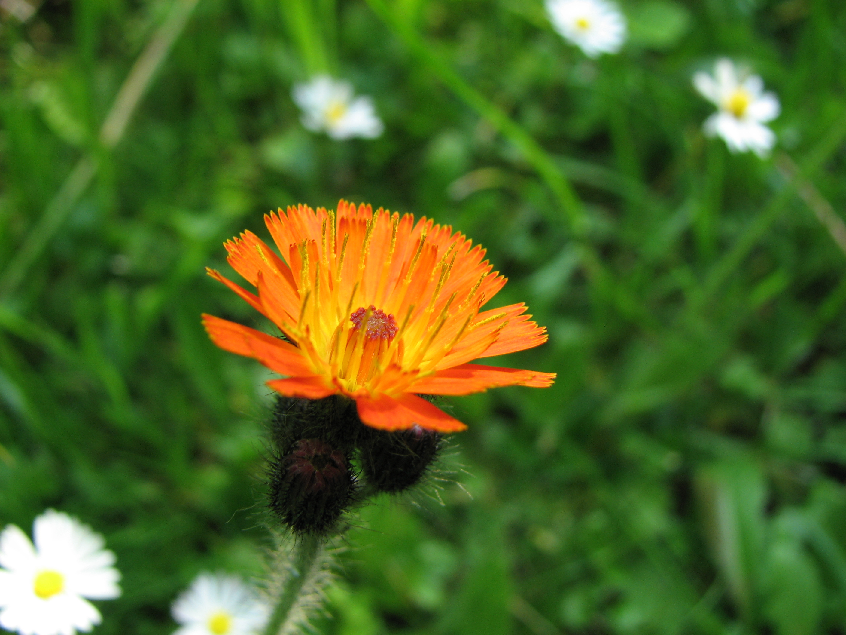 Orangerotes Habichtskraut