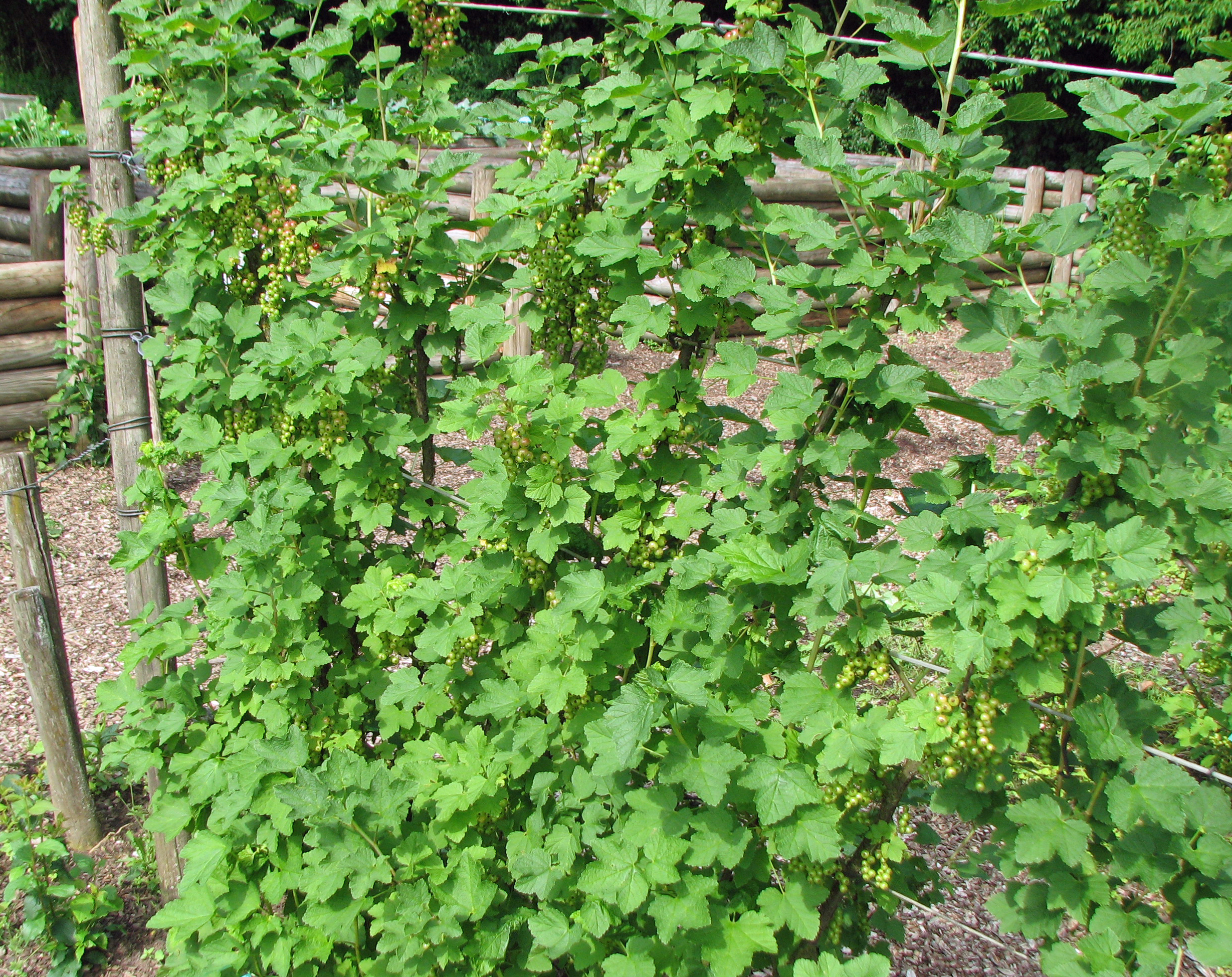 Johannisbeeren