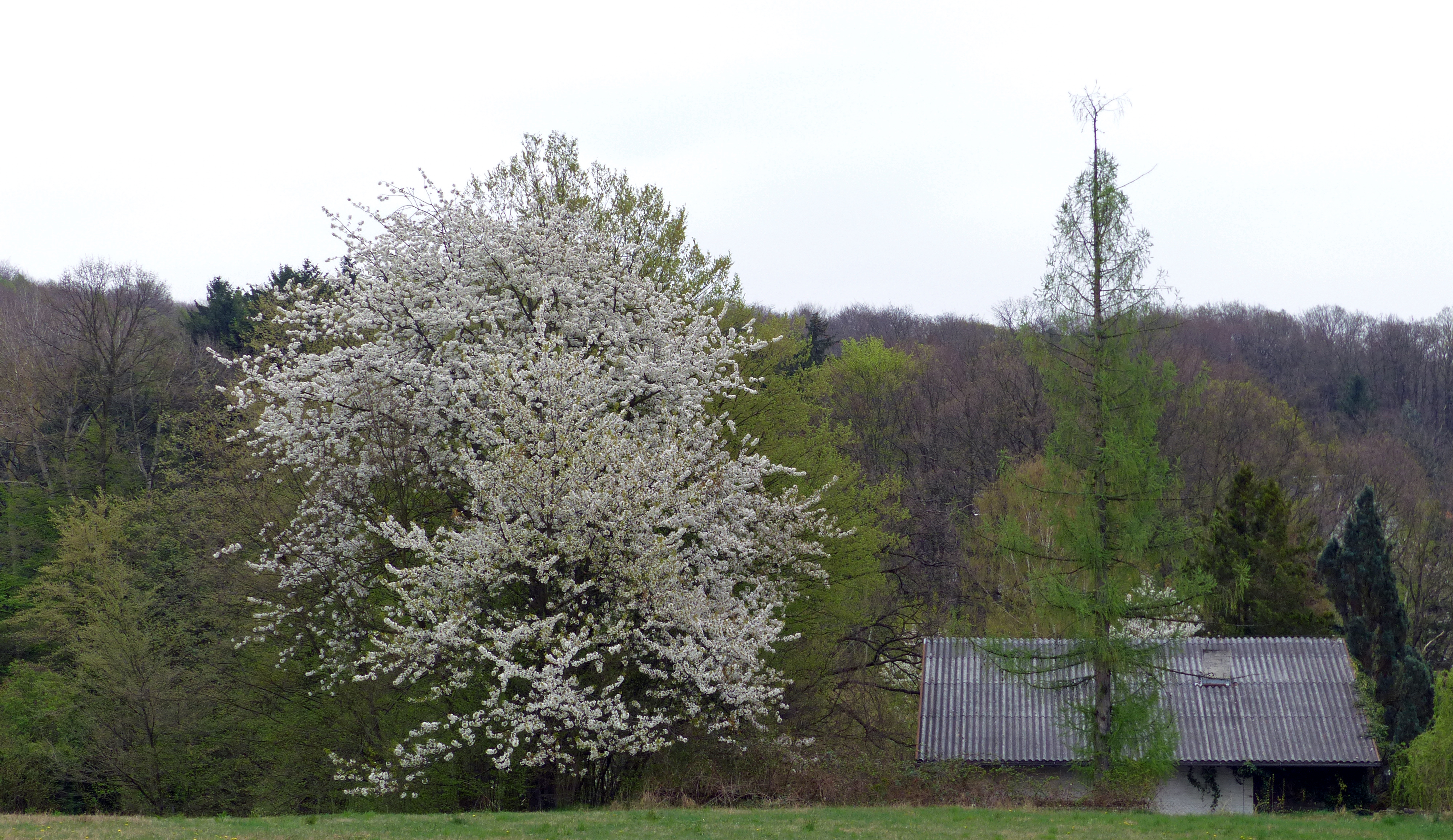 Vogelkirsche