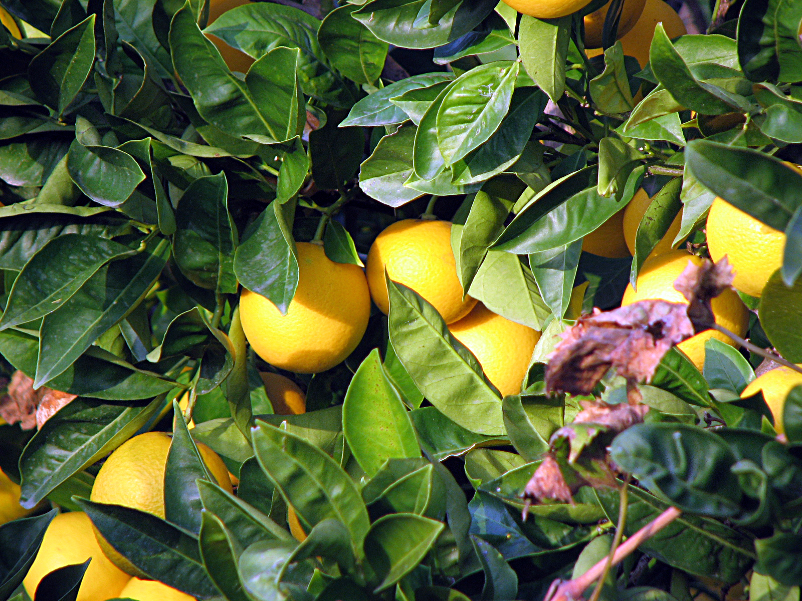 Orangenbaum