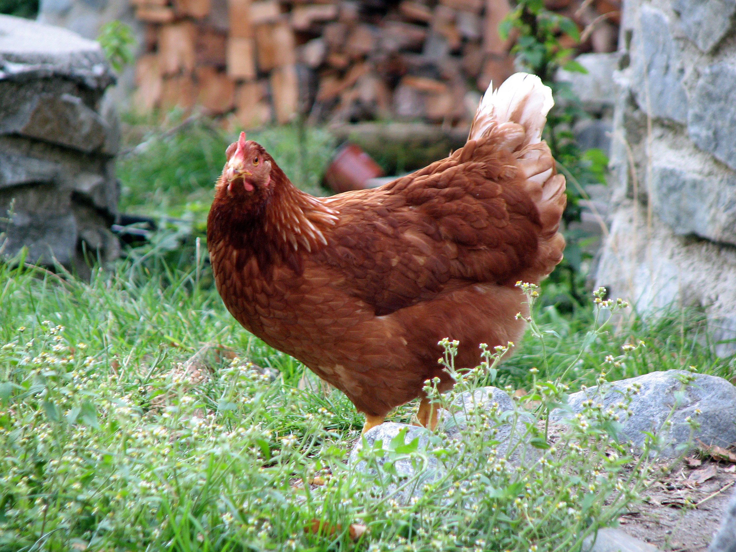 <p><em>Freilaufende Hühner</em> picken gerne Schneckeneier und kleine Schnecken. <a href="https://www.wildfind.com/rezepte/huehnerstall-einrichten">Plan und Einrichtung eines kleinen Hühnerstalles finden Sie hier</a> !</p>