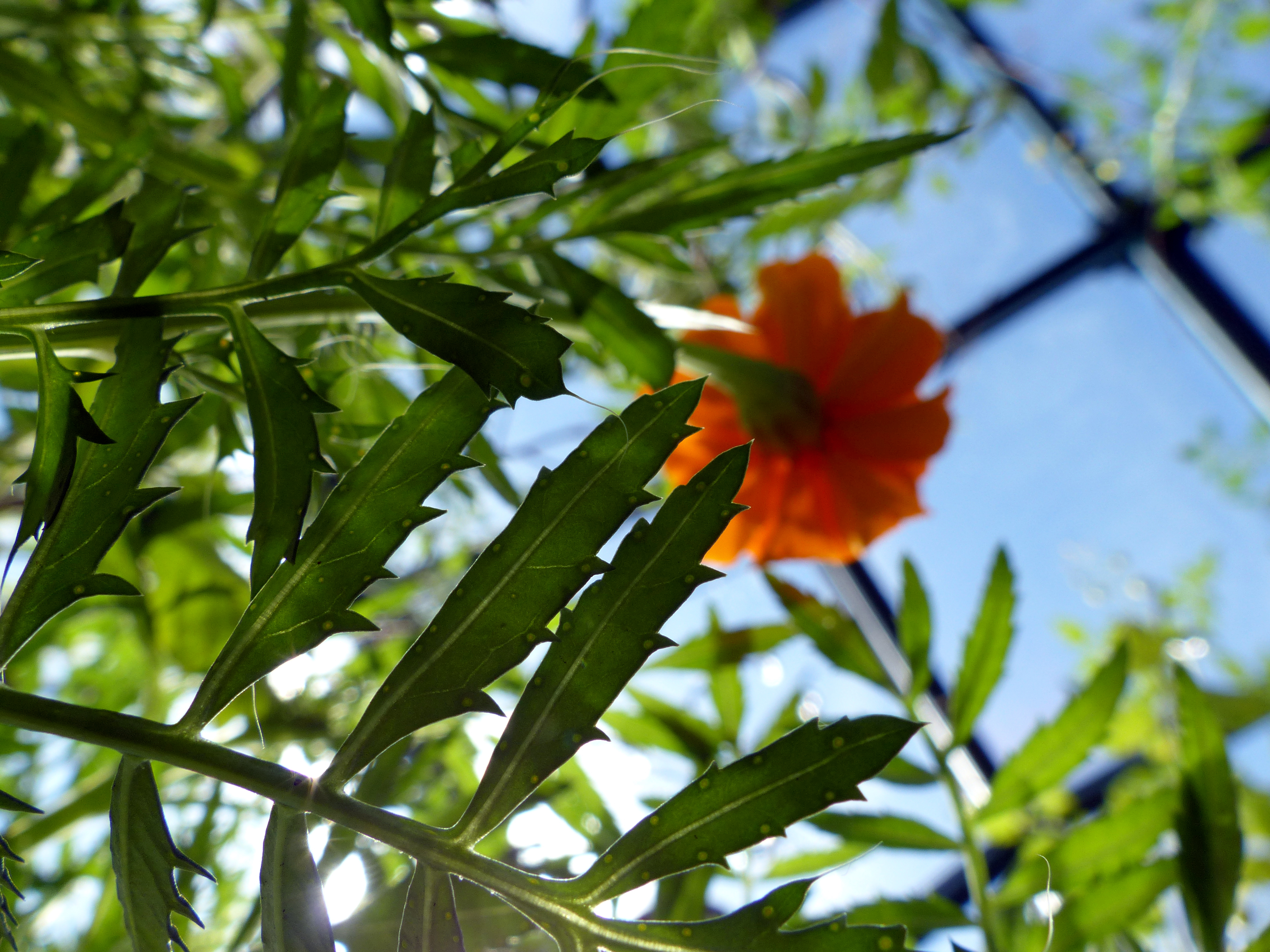 Hohe Tagetes