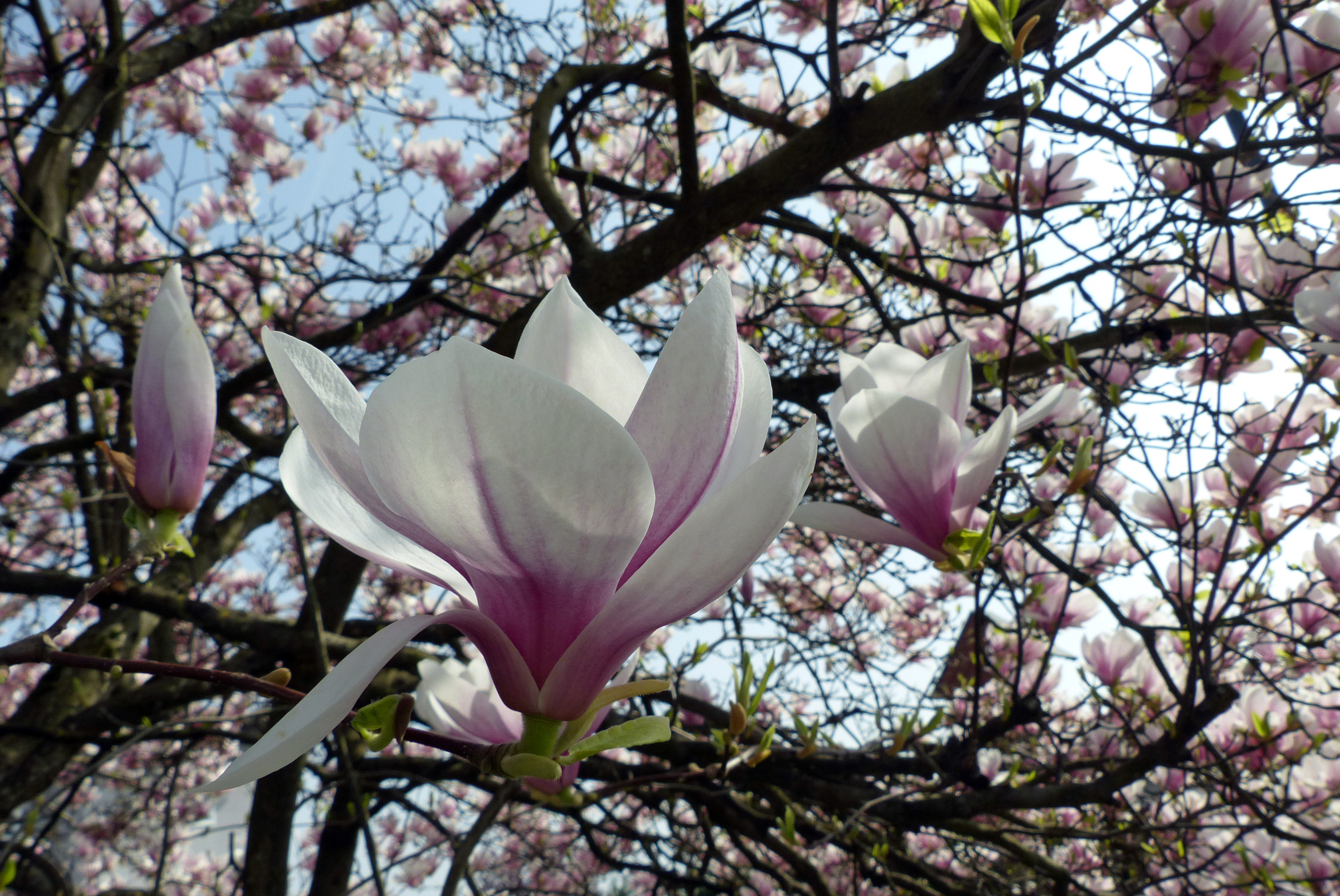 Tulpenmagnolie