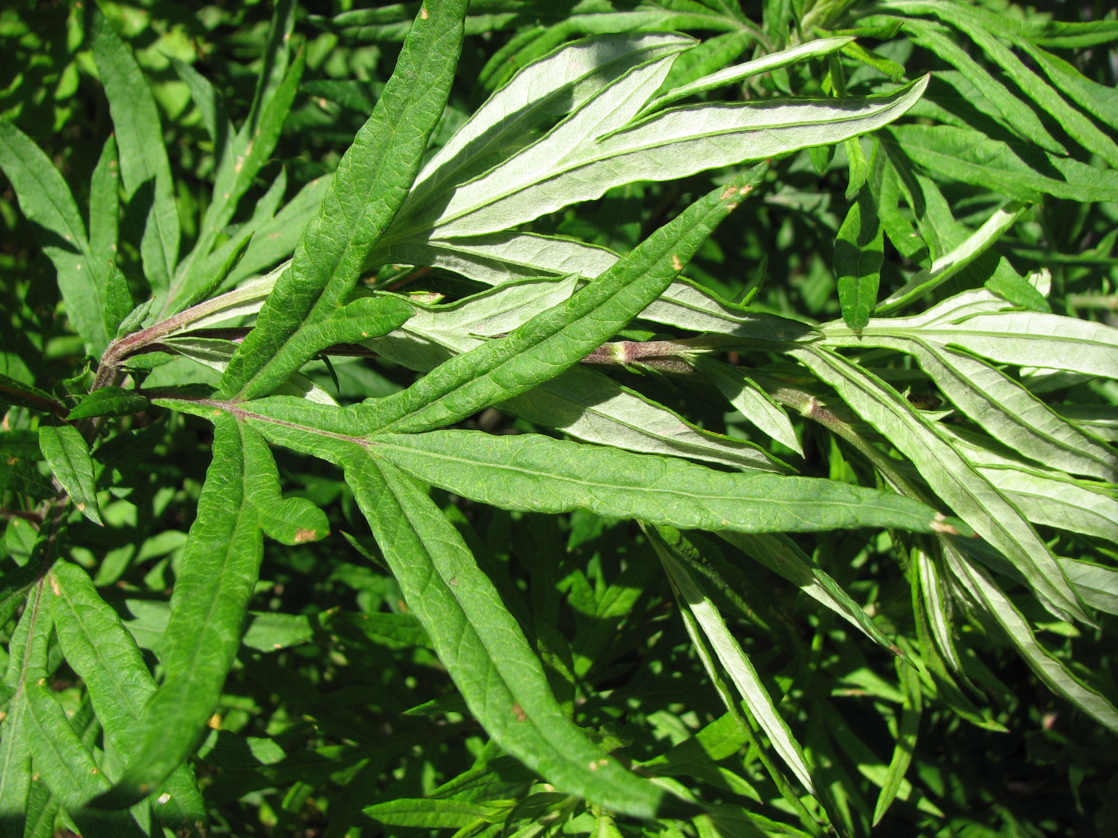 <p>Beifußblätter zeigen eine grüne Tagseite und eine silbrige Nachtseite.</p>