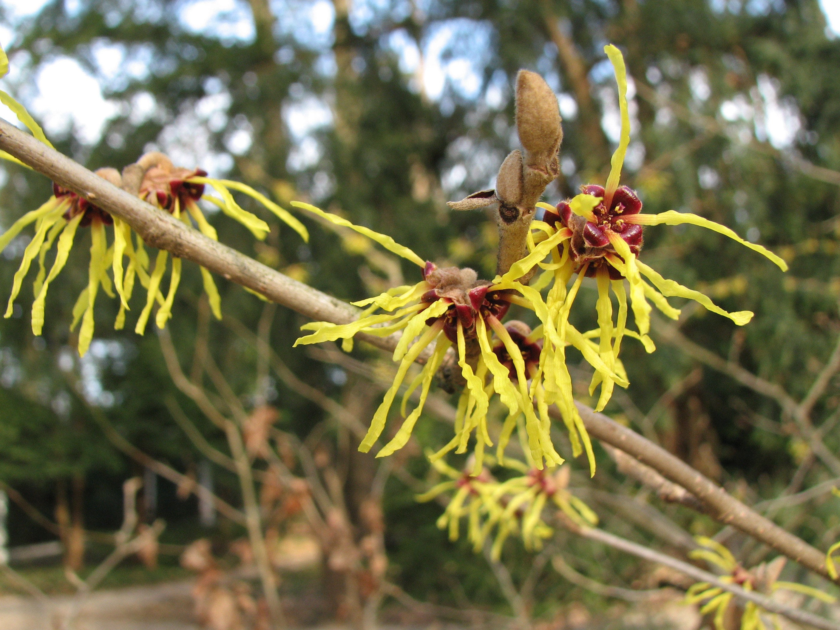 Hamamelis