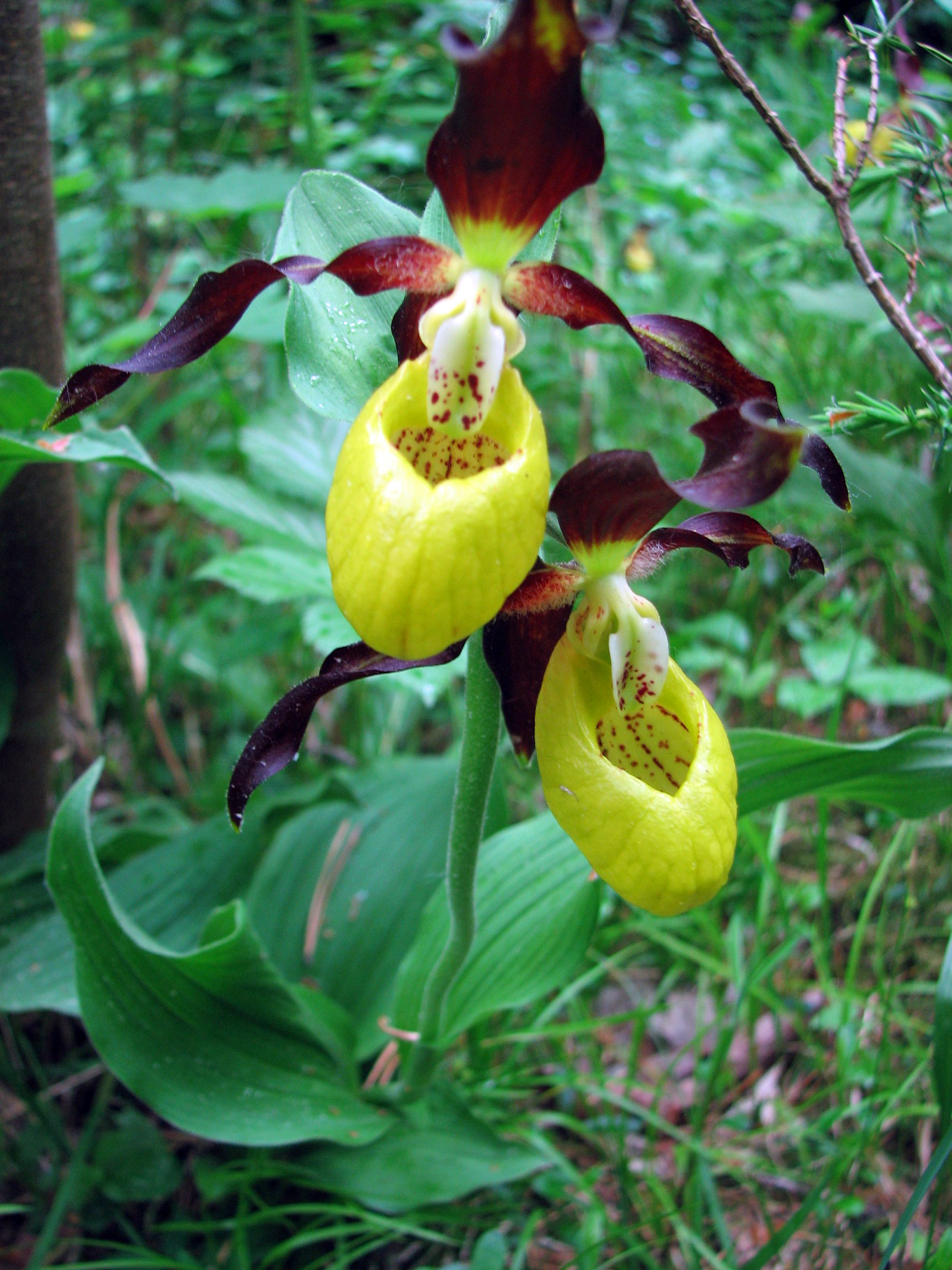 Gelber Frauenschuh