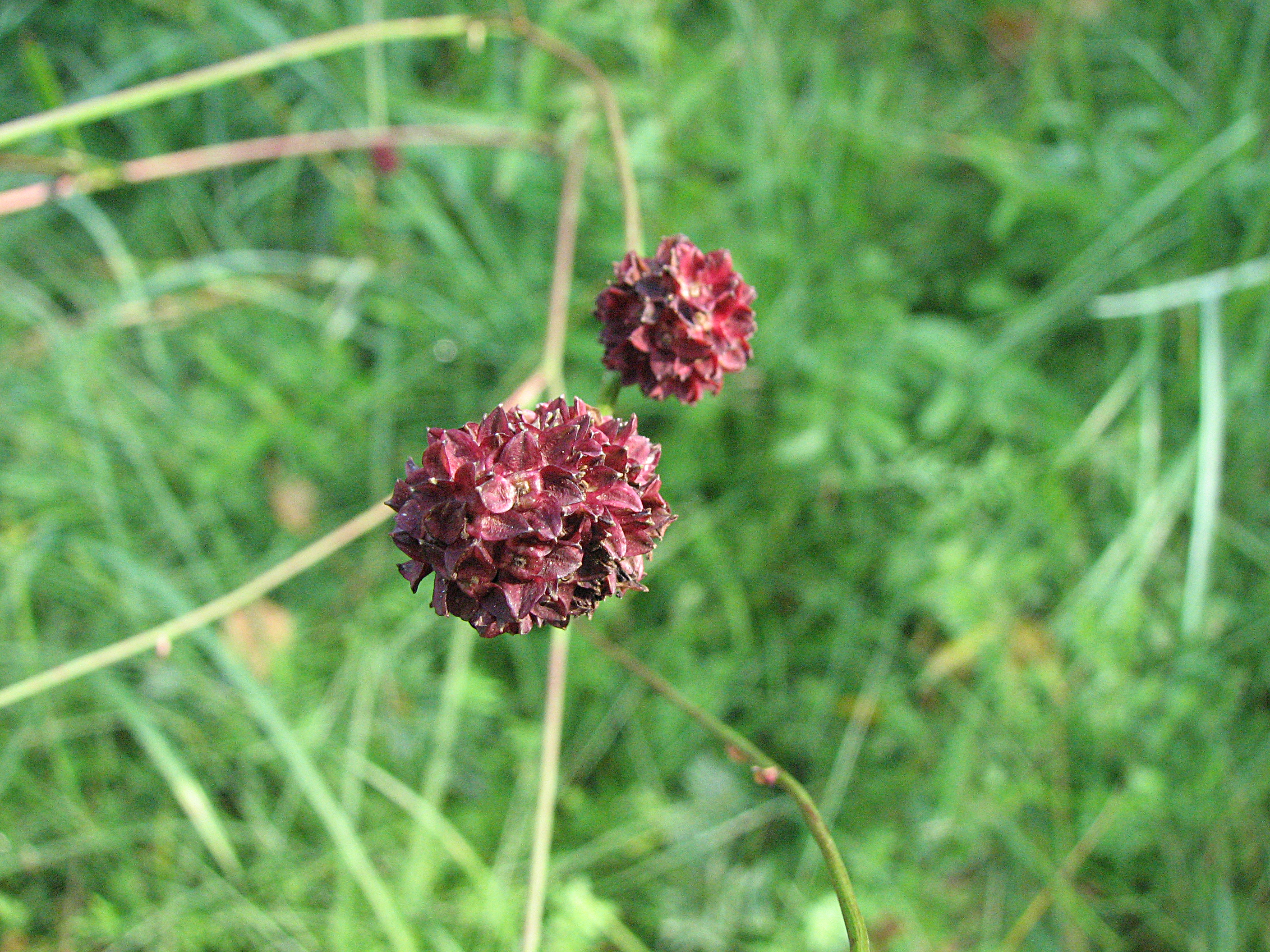 Großer Wiesenknopf