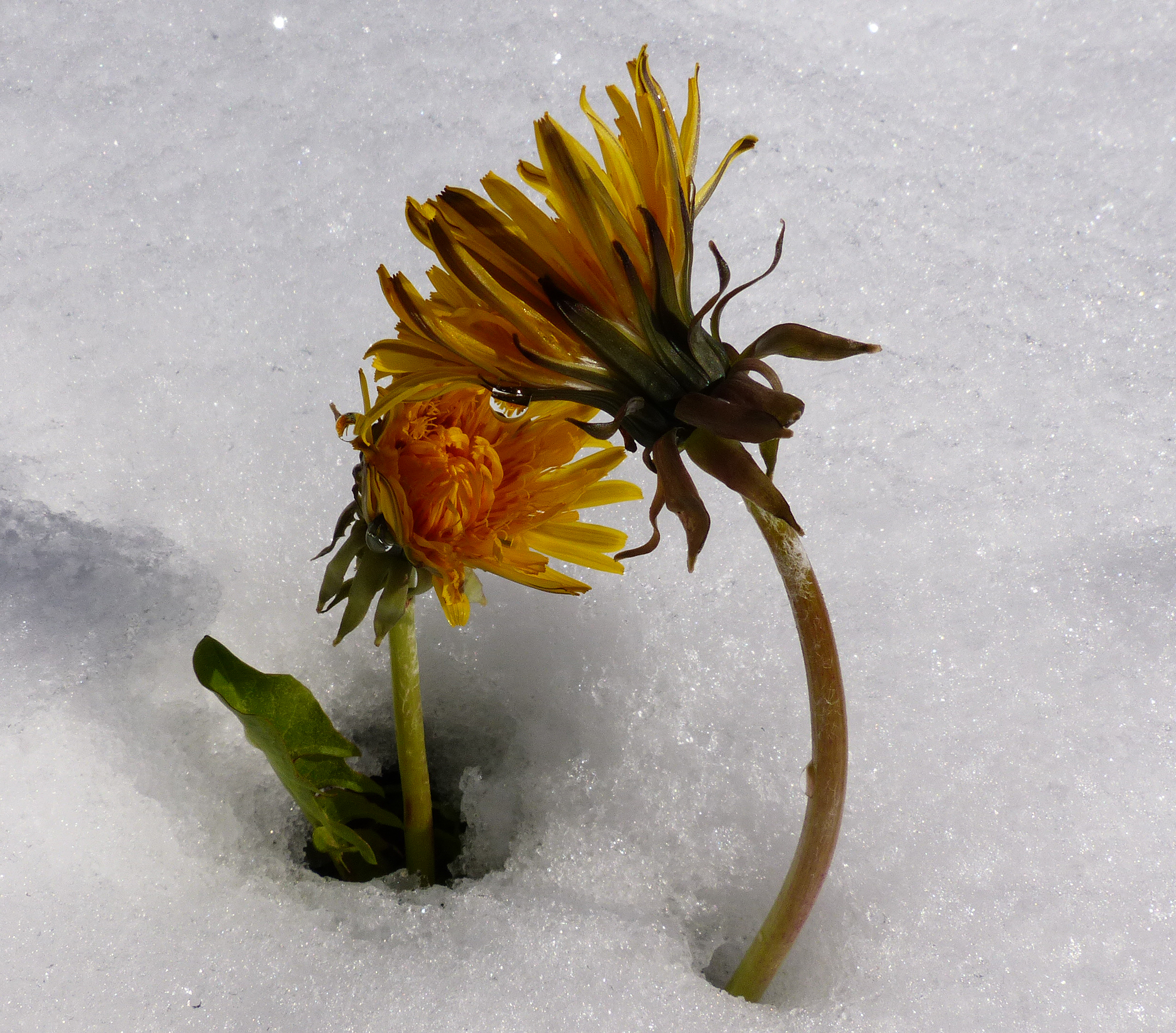 Gewöhnlicher Löwenzahn