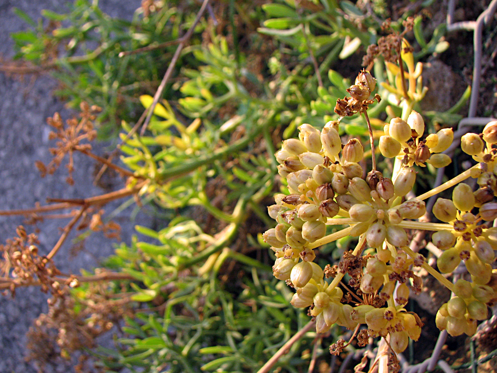 Meerfenchel